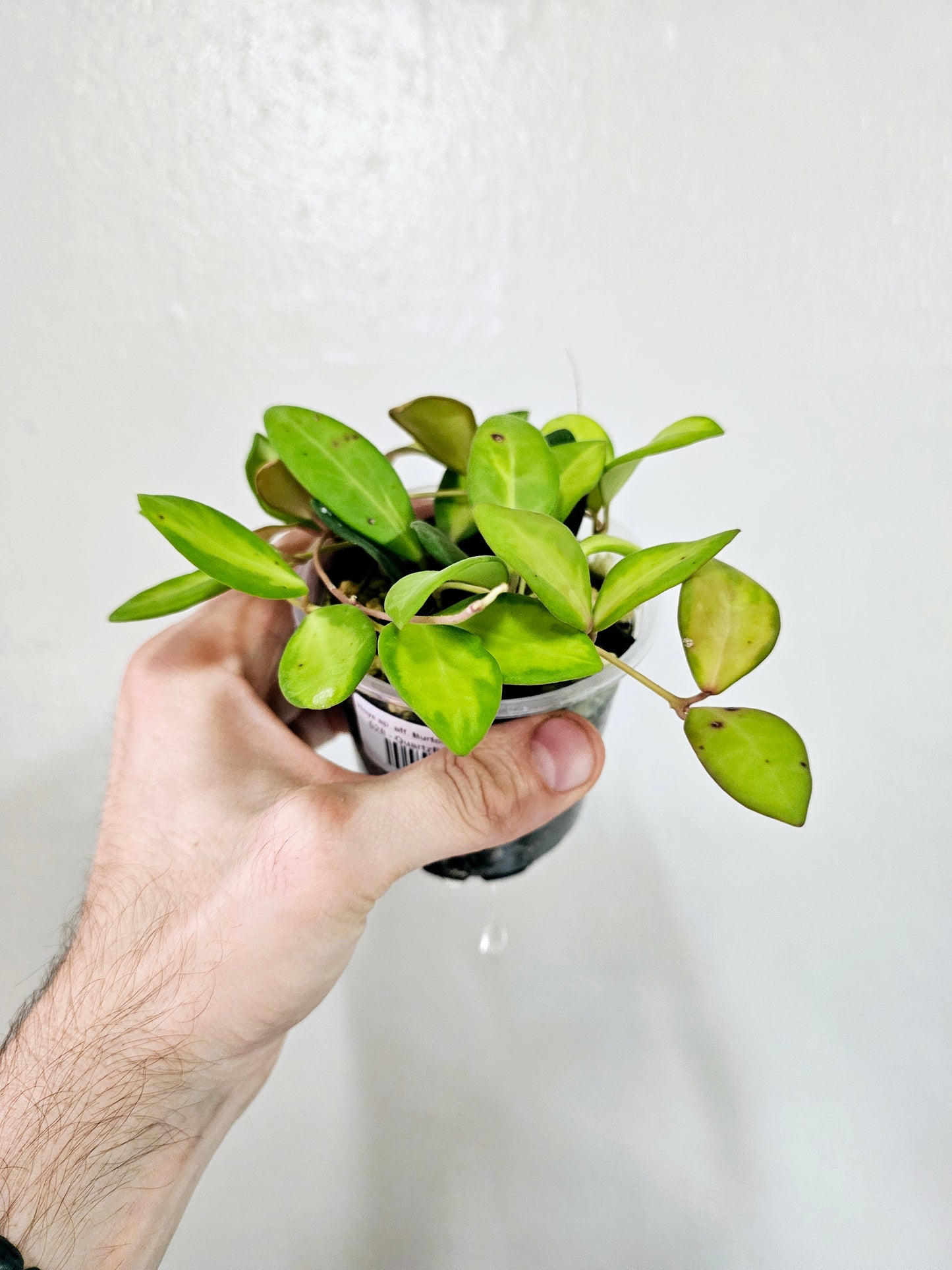 Hoya sp. aff. Burtoniae Variegated 3.5"