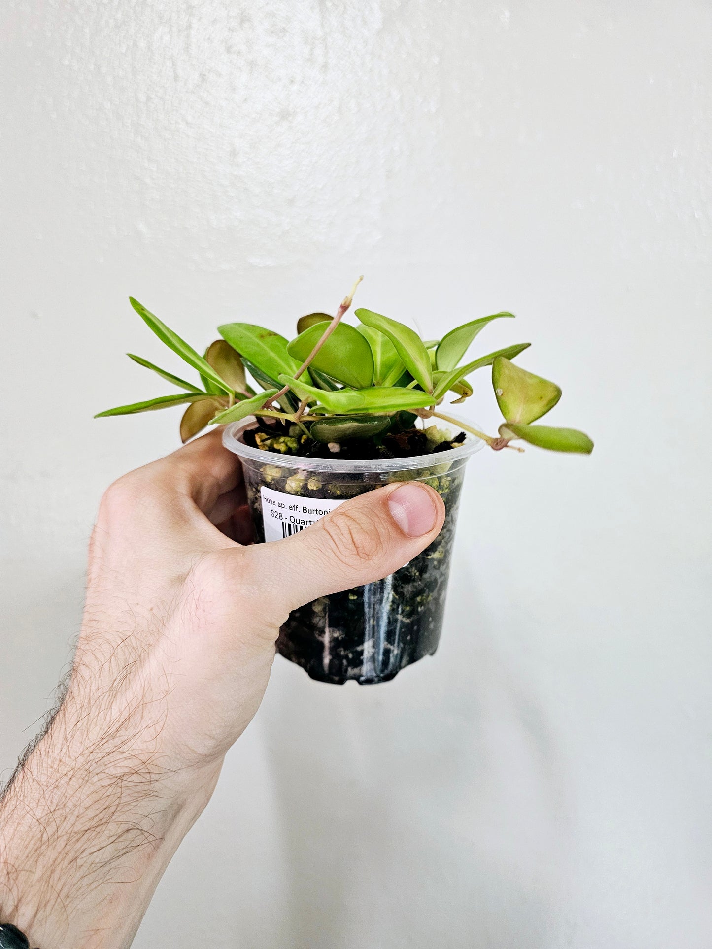 Hoya sp. aff. Burtoniae Variegated 3.5"