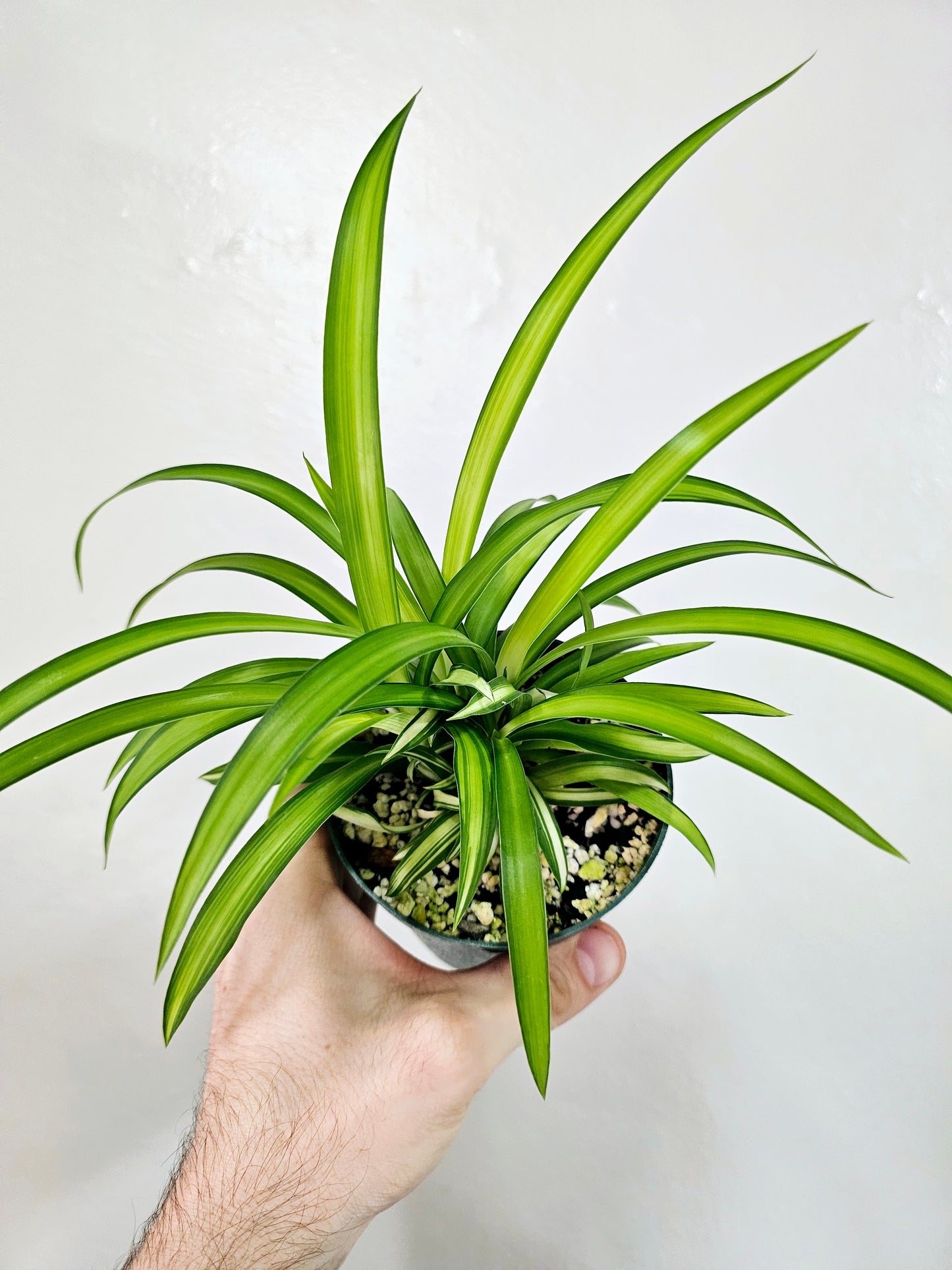 Chlorophytum comosum 'Lemon' Spider Plant 4"