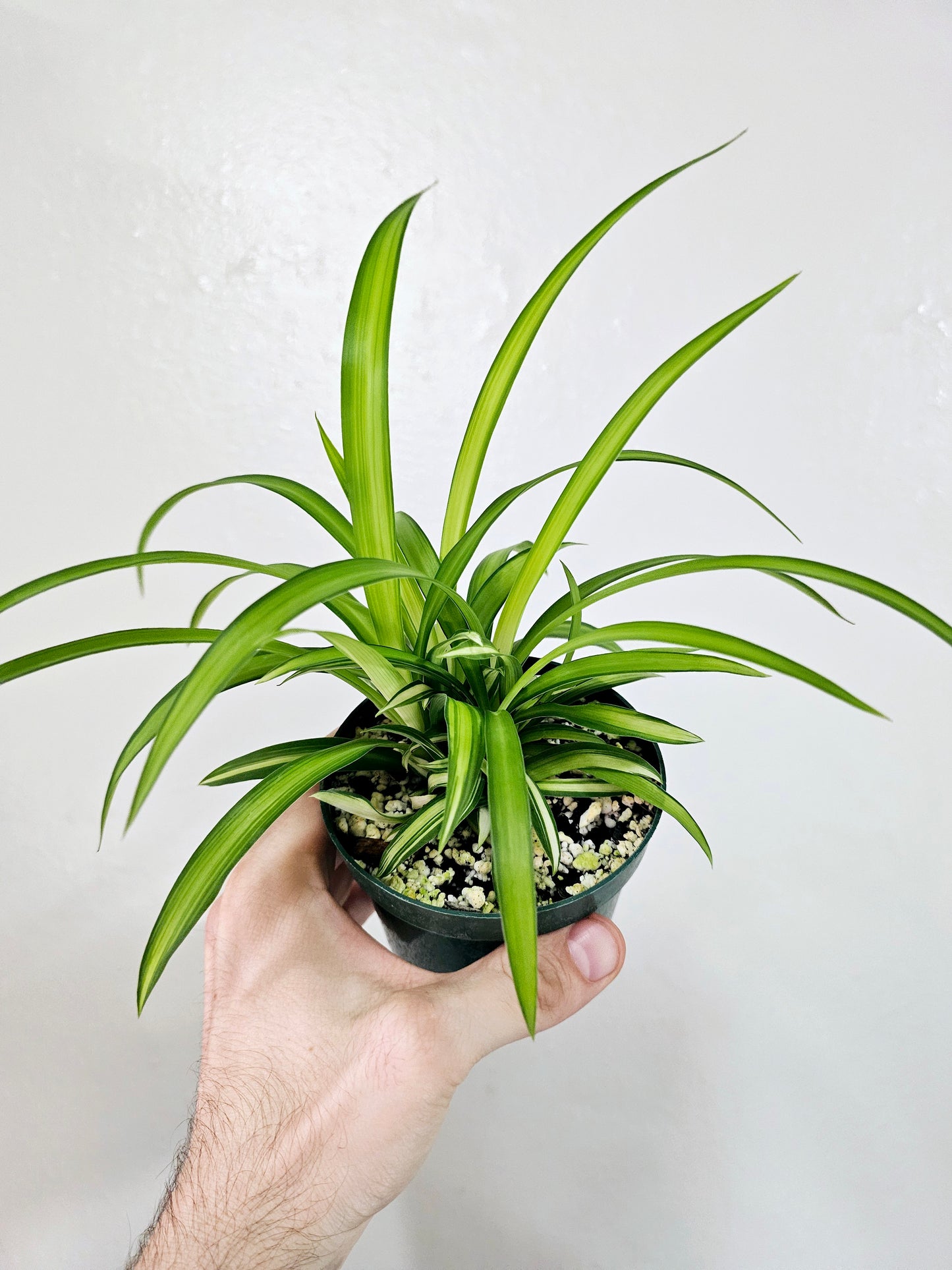 Chlorophytum comosum 'Lemon' Spider Plant 4"