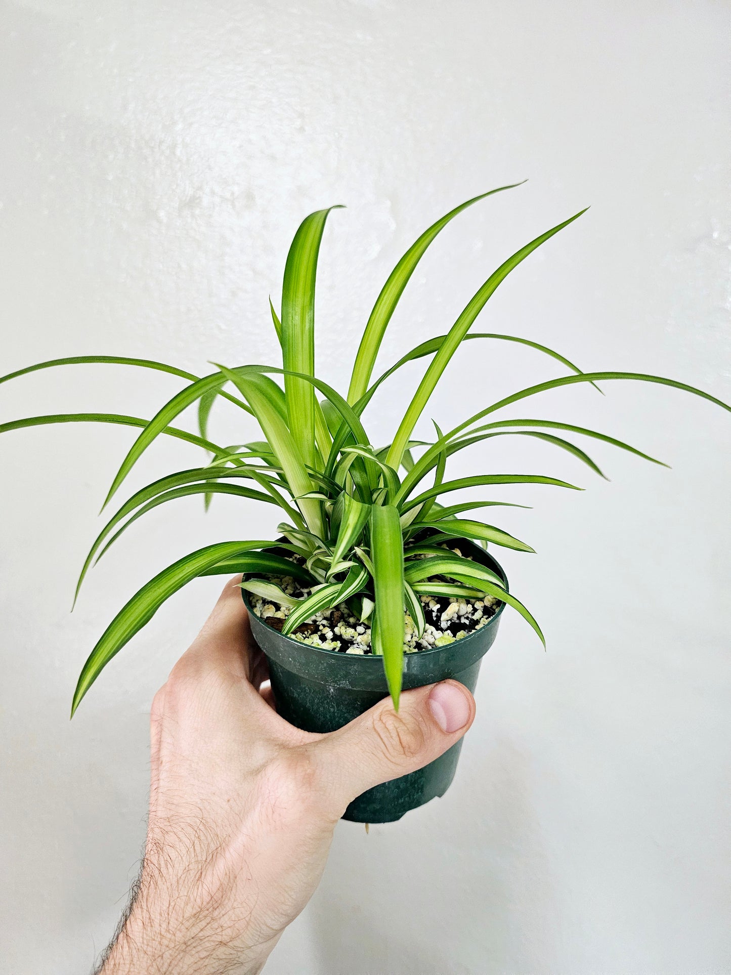 Chlorophytum comosum 'Lemon' Spider Plant 4"