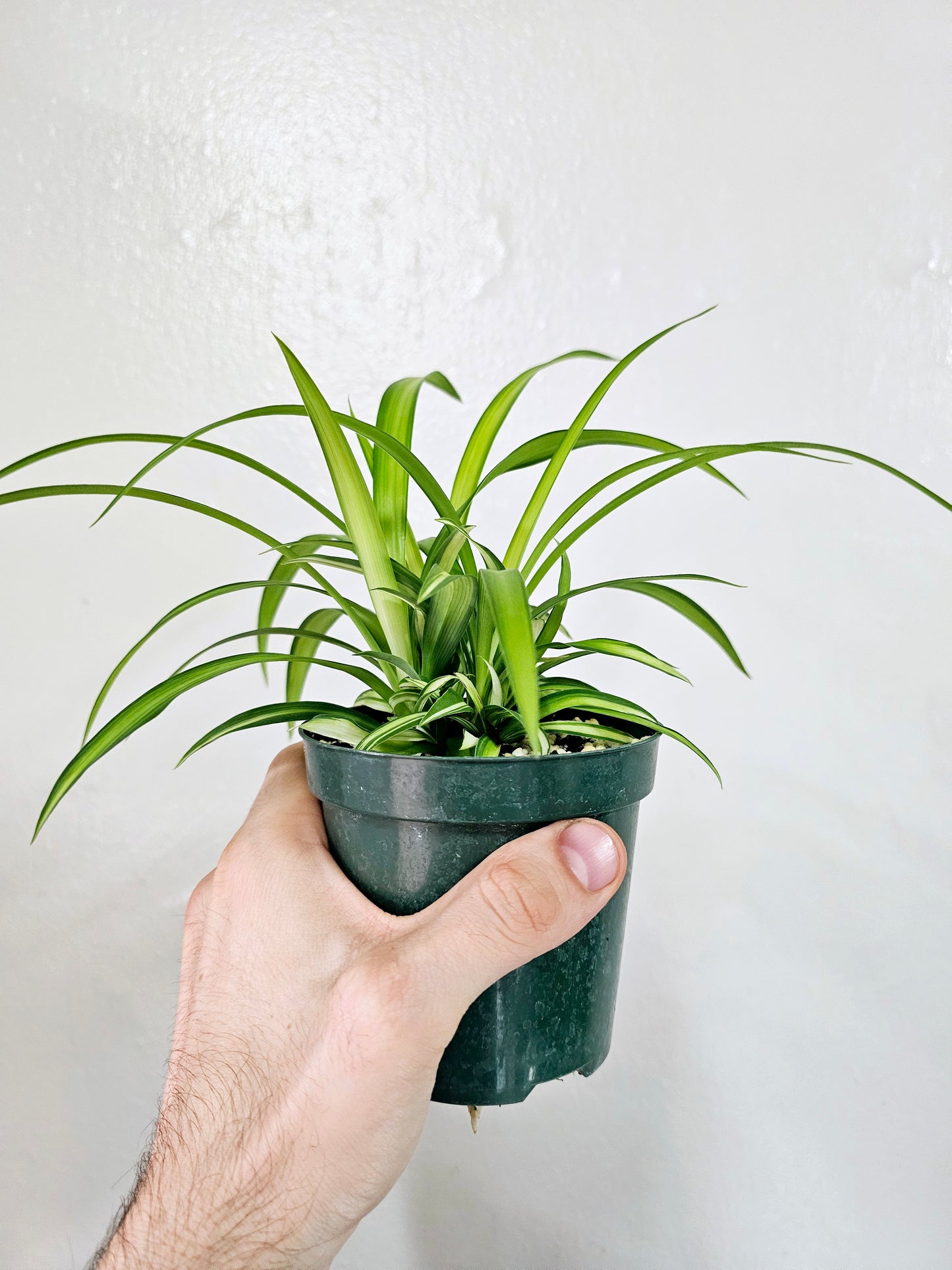 Chlorophytum comosum 'Lemon' Spider Plant 4"