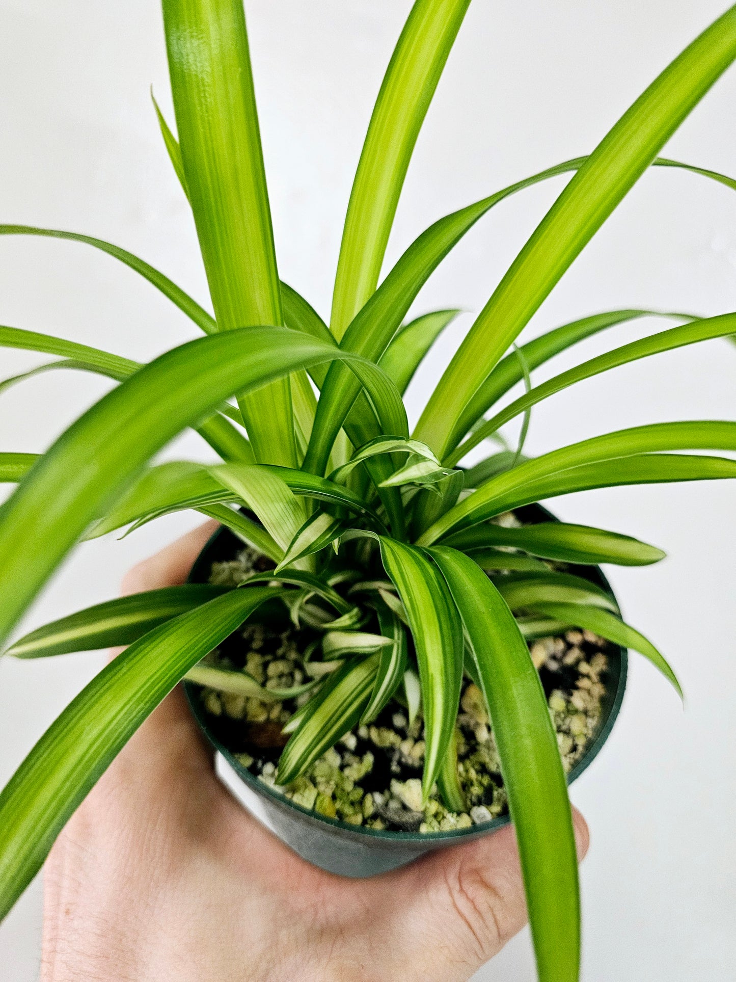 Chlorophytum comosum 'Lemon' Spider Plant 4"