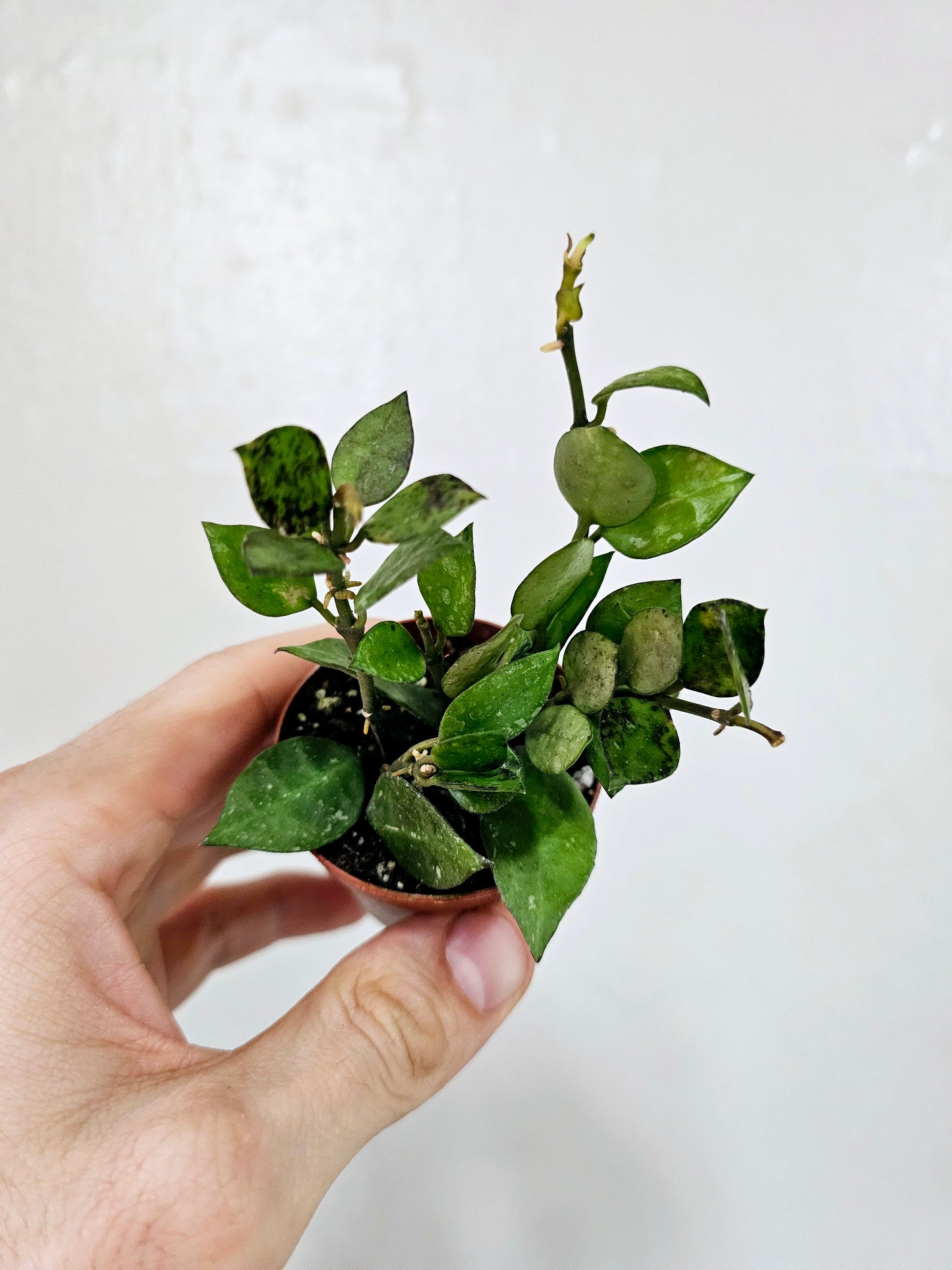 Hoya Krohniana Black 2"