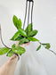 Hoya pubicalyx Splash 4" HB