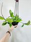 Hoya pubicalyx Splash 4" HB