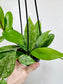 Hoya pubicalyx Splash 4" HB