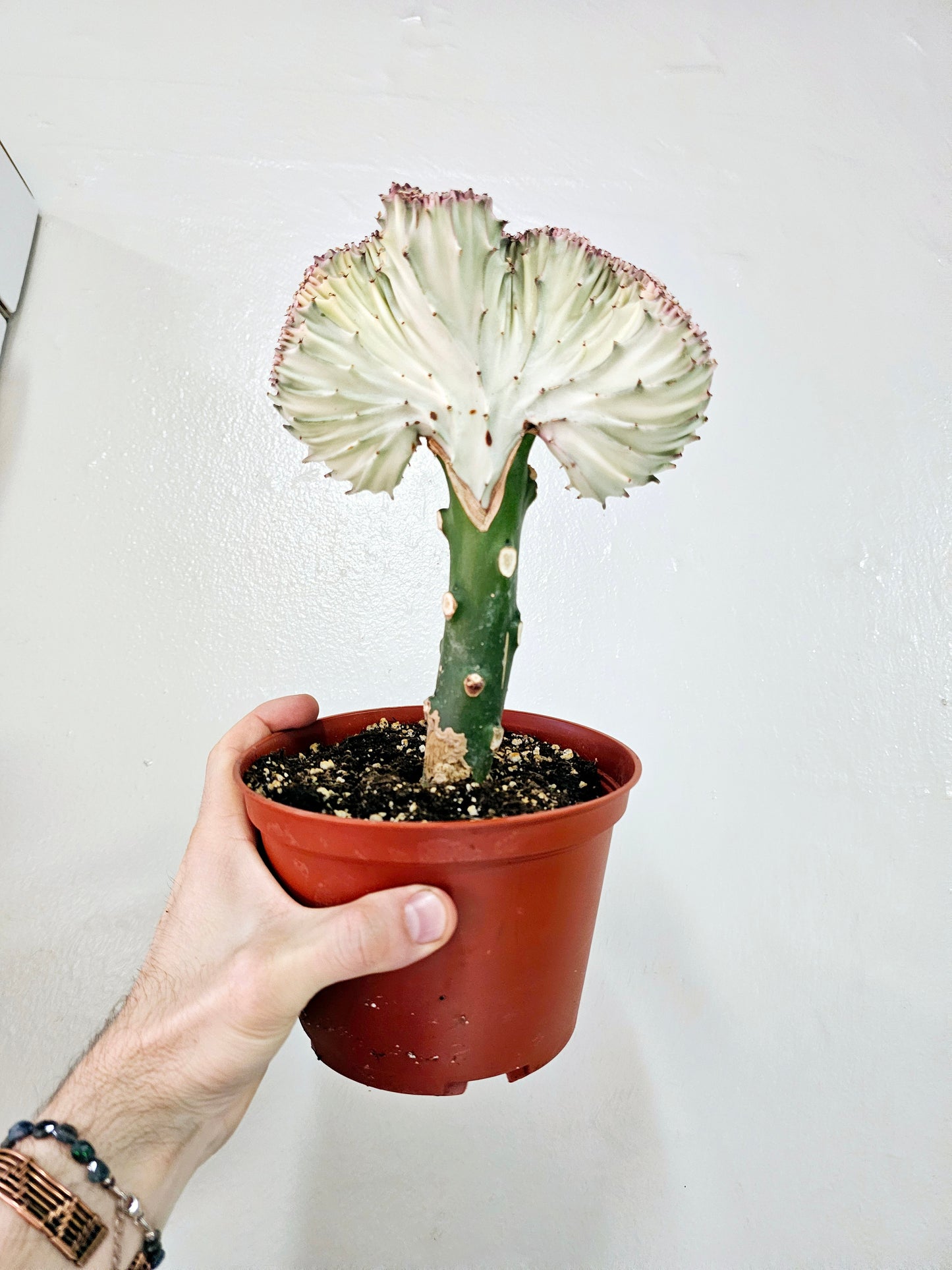 Euphorbia Lactea Cristata Pink Mermaid Tail Cactus 6"