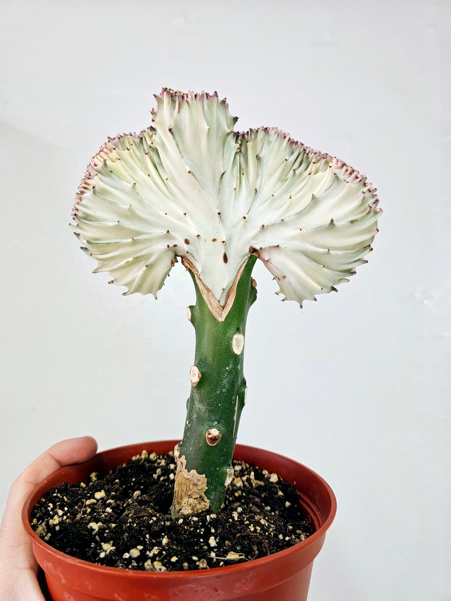 Euphorbia Lactea Cristata Pink Mermaid Tail Cactus 6"