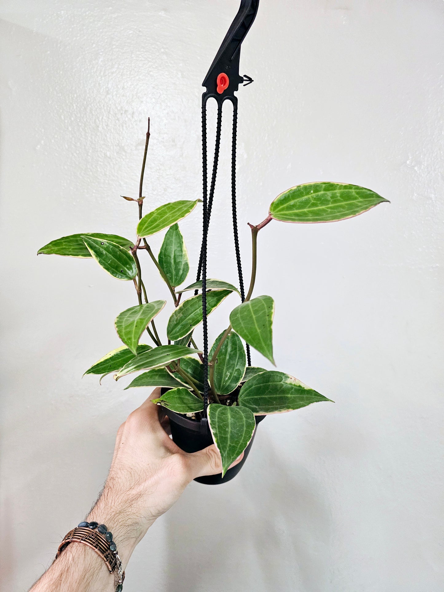 Hoya Latifolia Albomarginata 4" HB