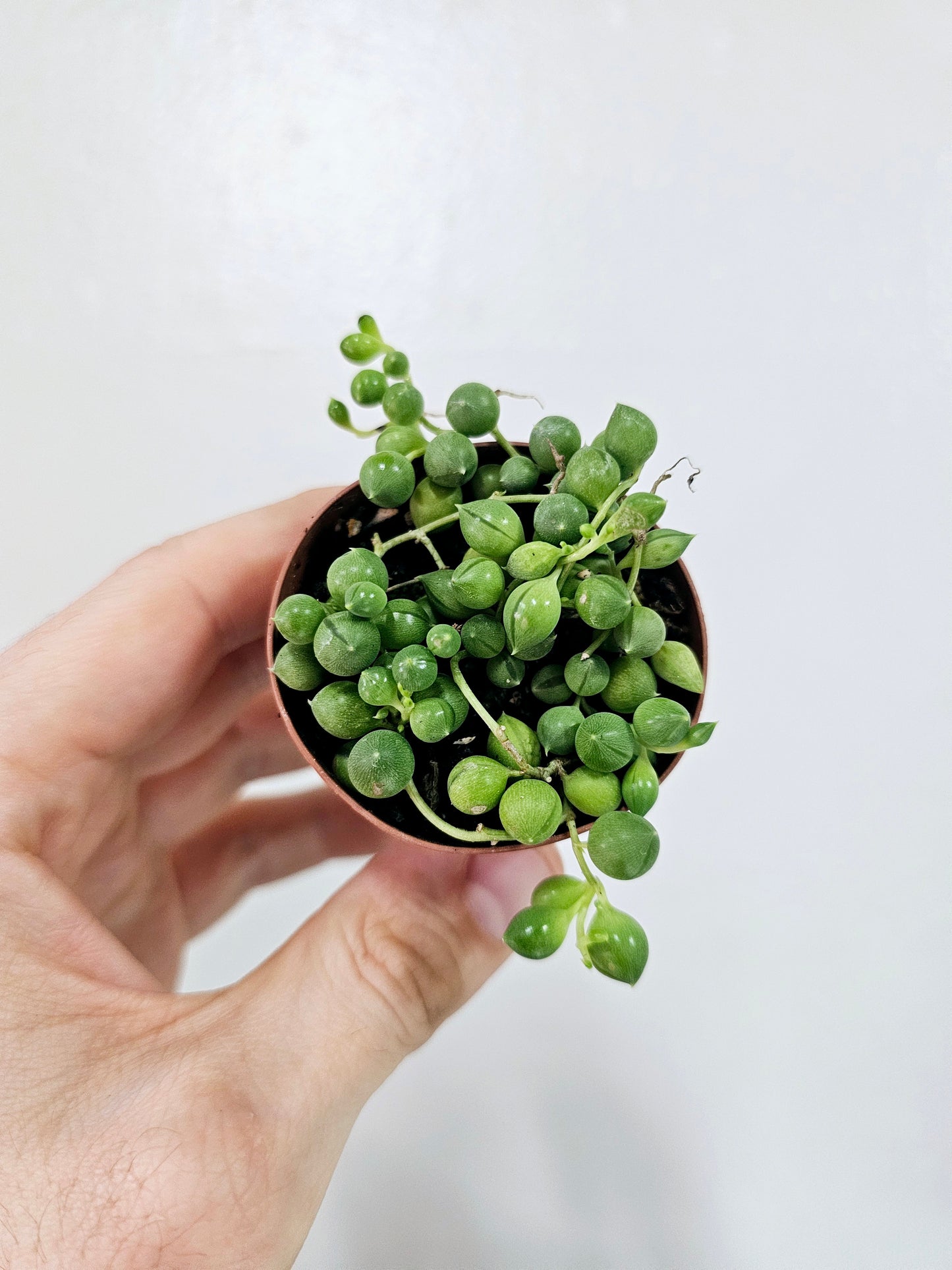 Senecio String of Pearls 2"