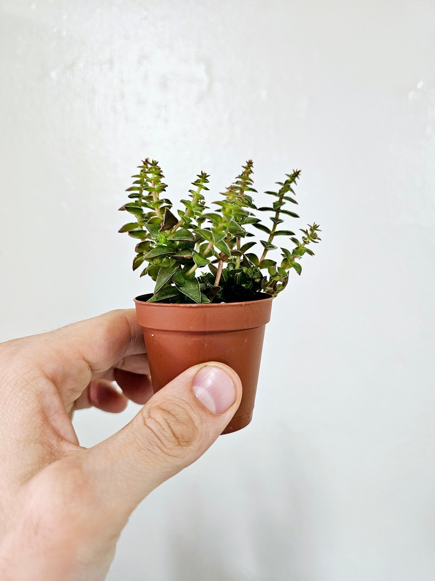 Crassula Capitella ssp. Thyrsiflora 2"