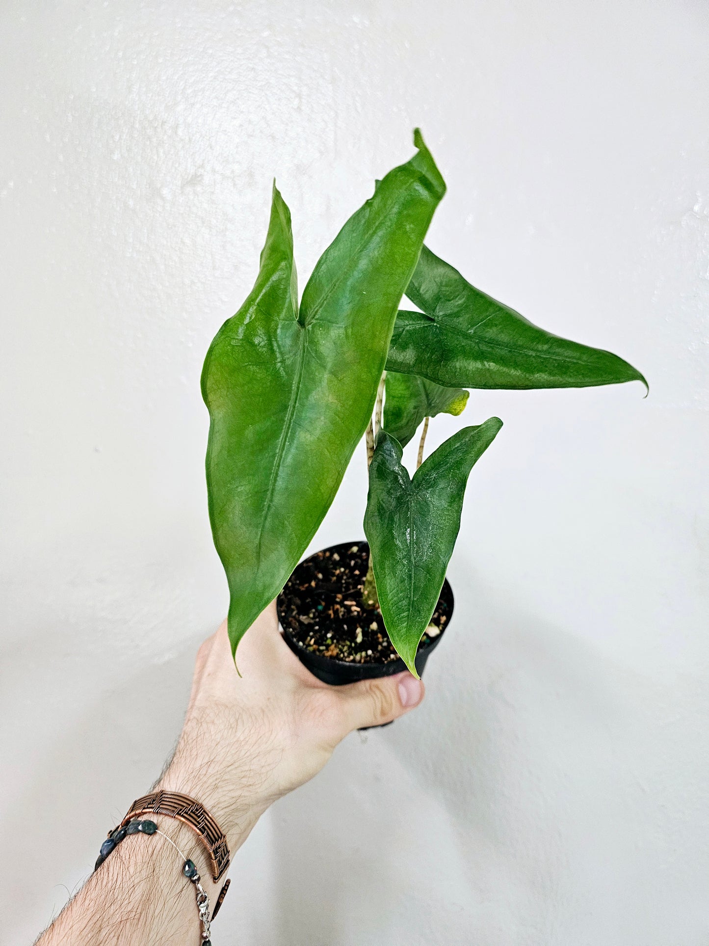 Alocasia Tigrina Superba 4"