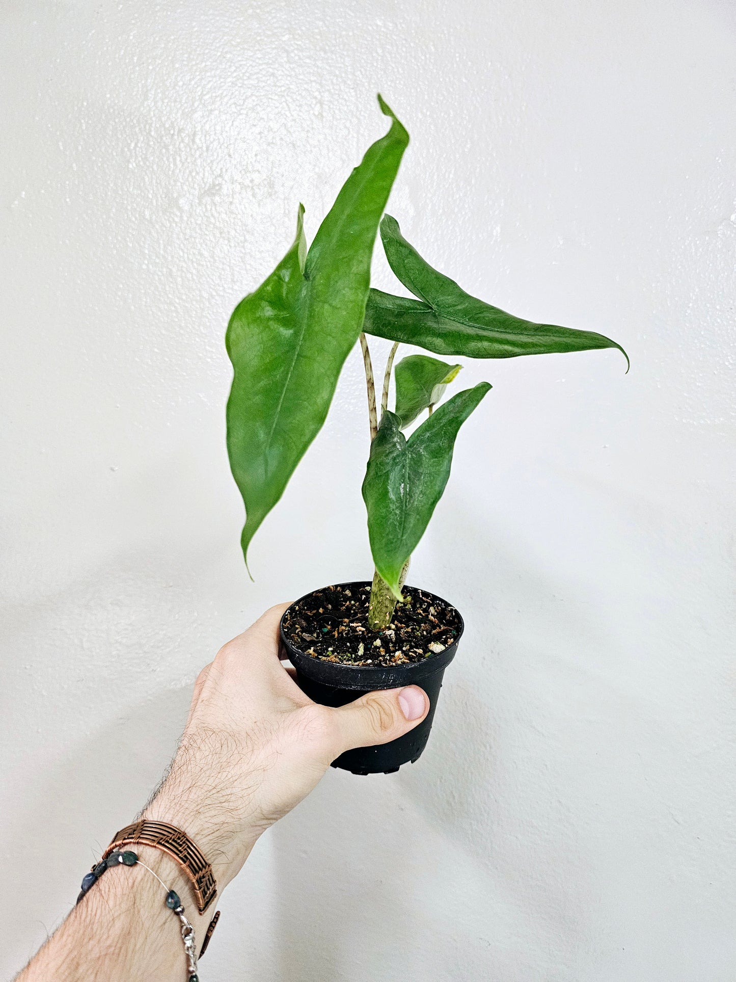 Alocasia Tigrina Superba 4"