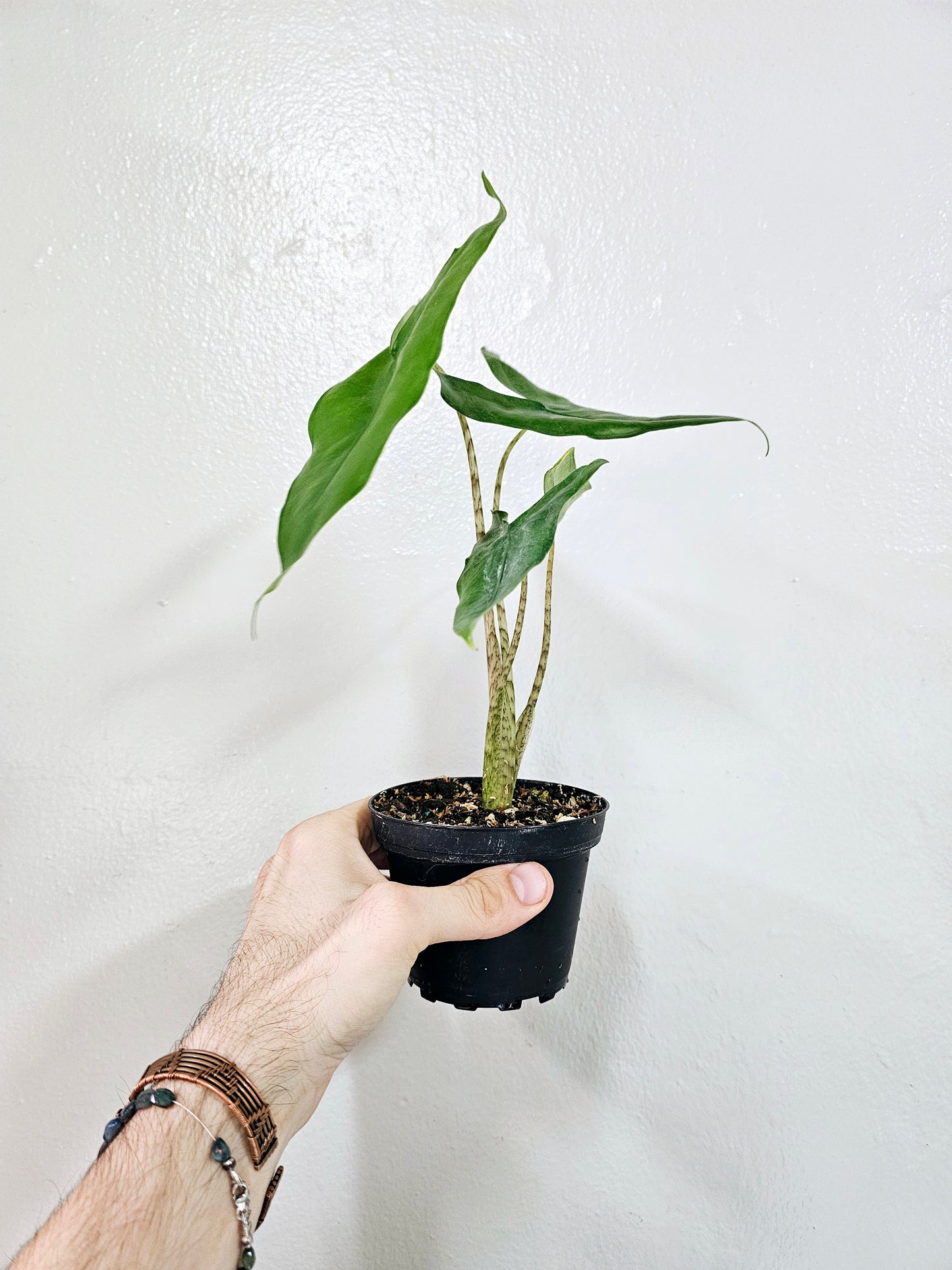 Alocasia Tigrina Superba 4"