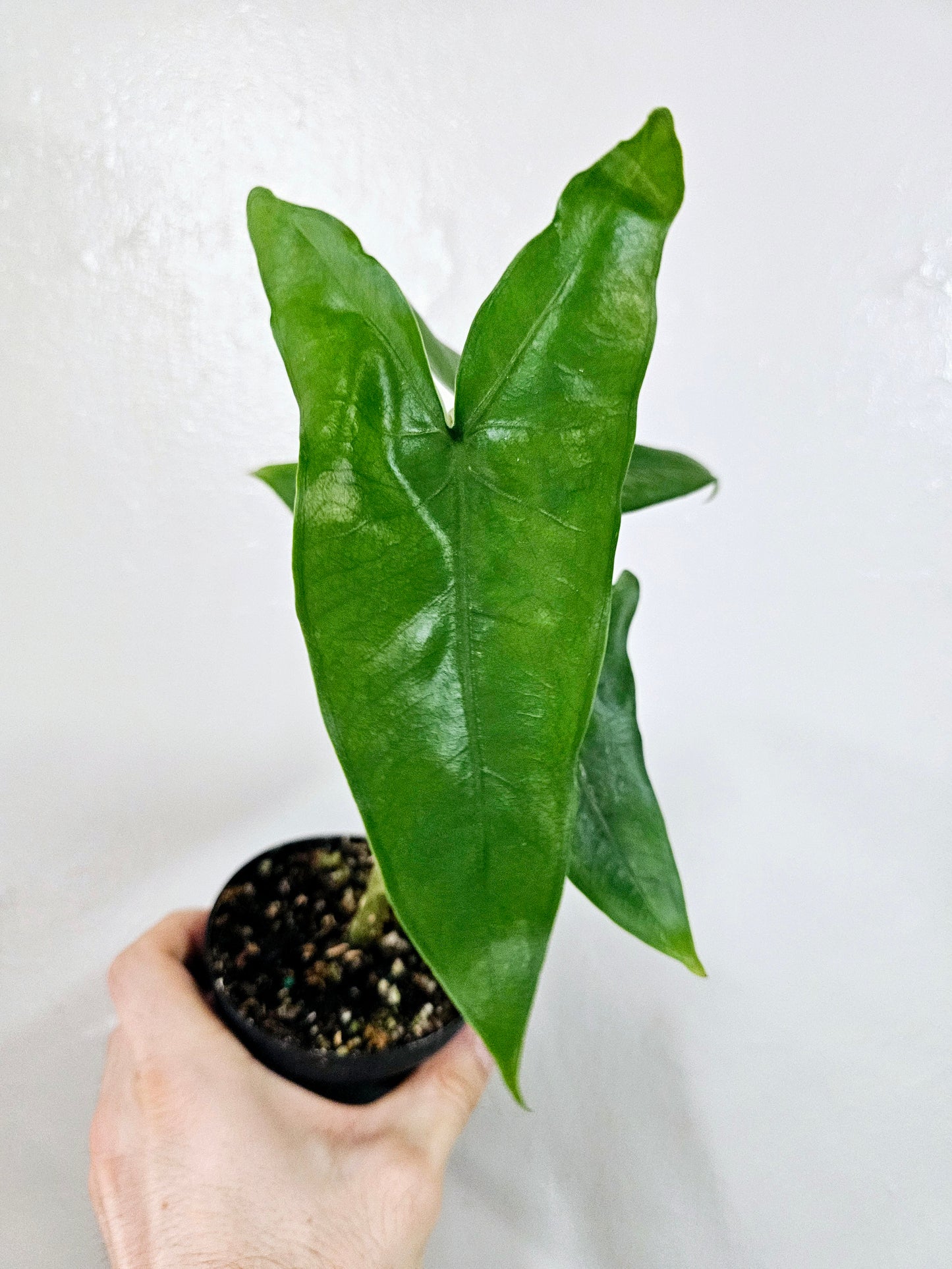 Alocasia Tigrina Superba 4"