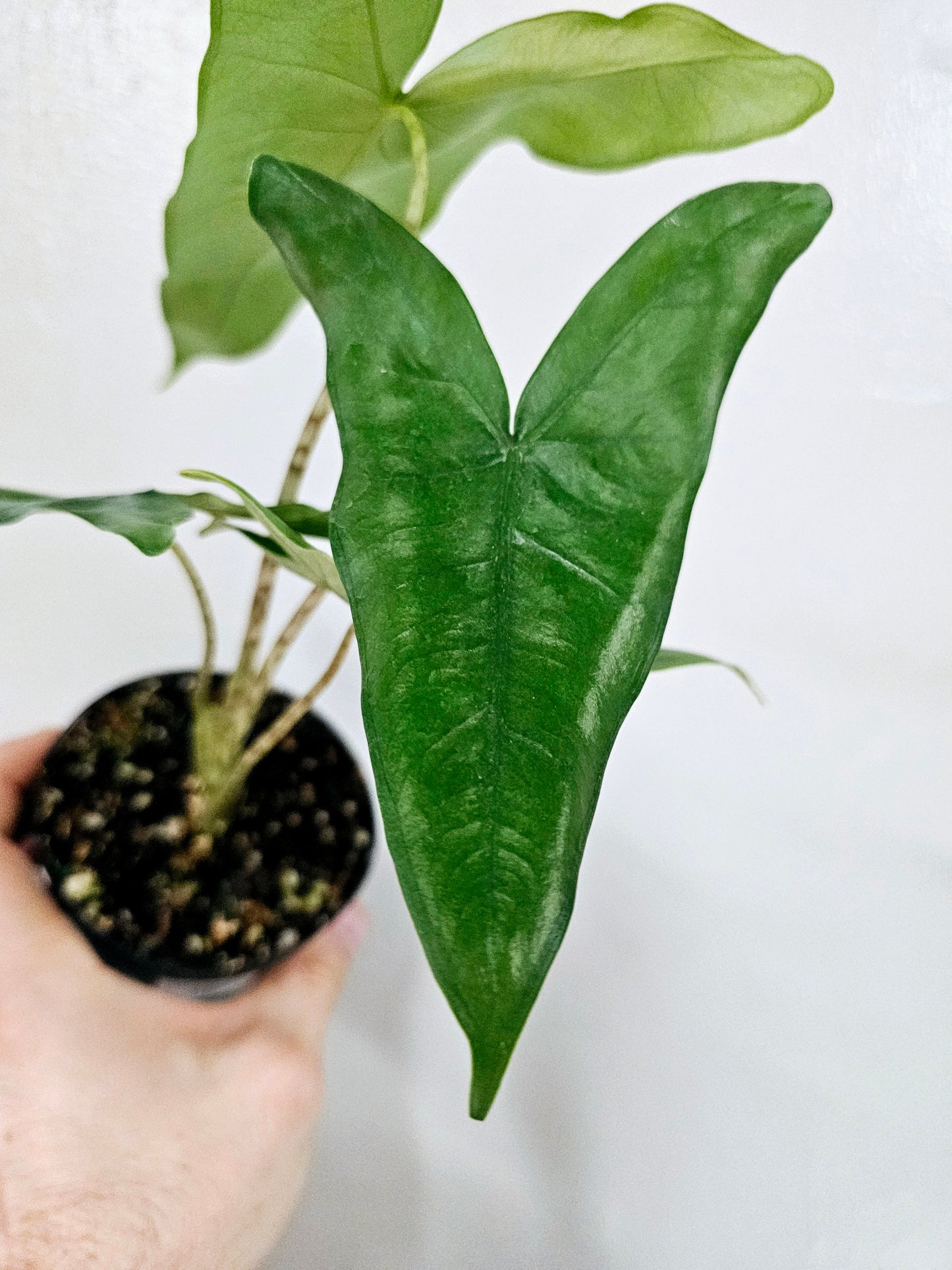 Alocasia Tigrina Superba 4"