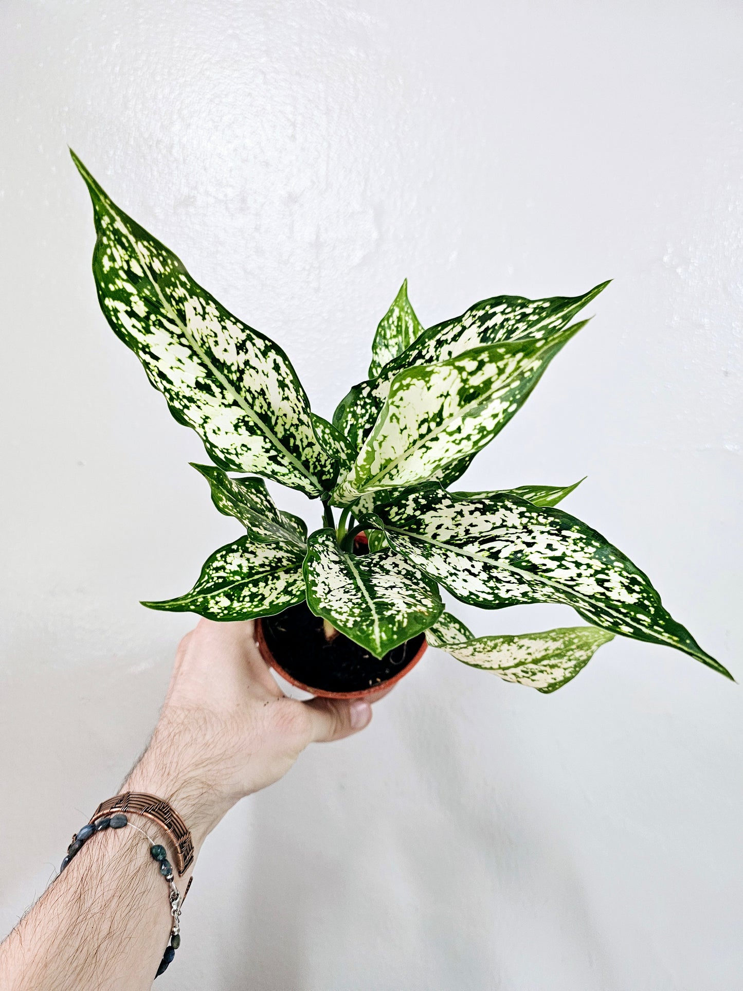 Aglaonema First Diamond 4"