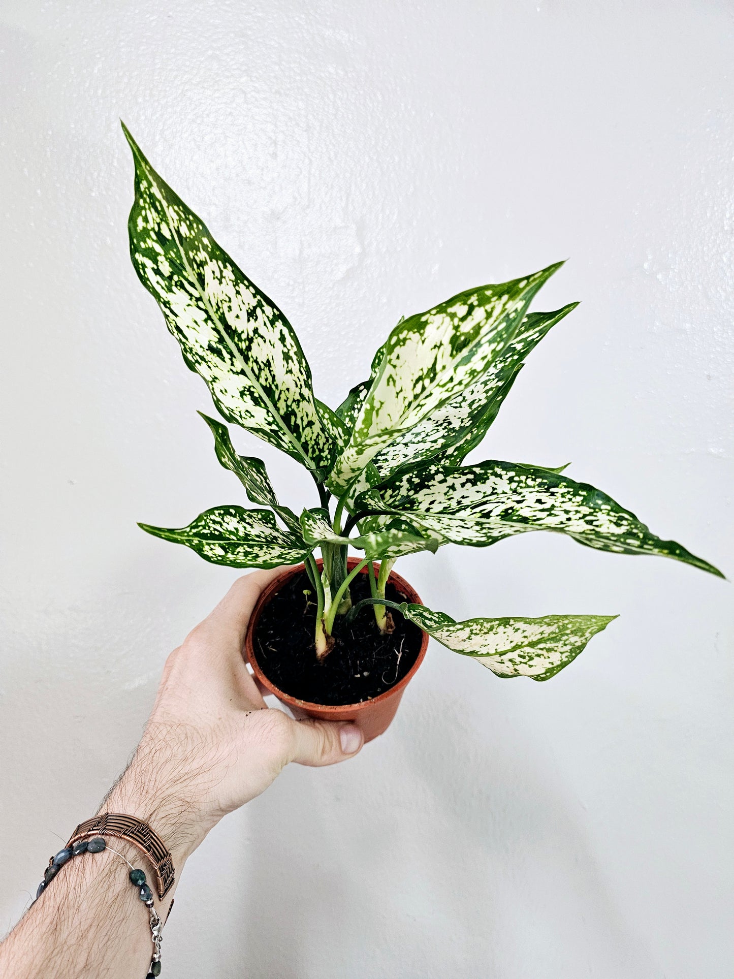 Aglaonema First Diamond 4"