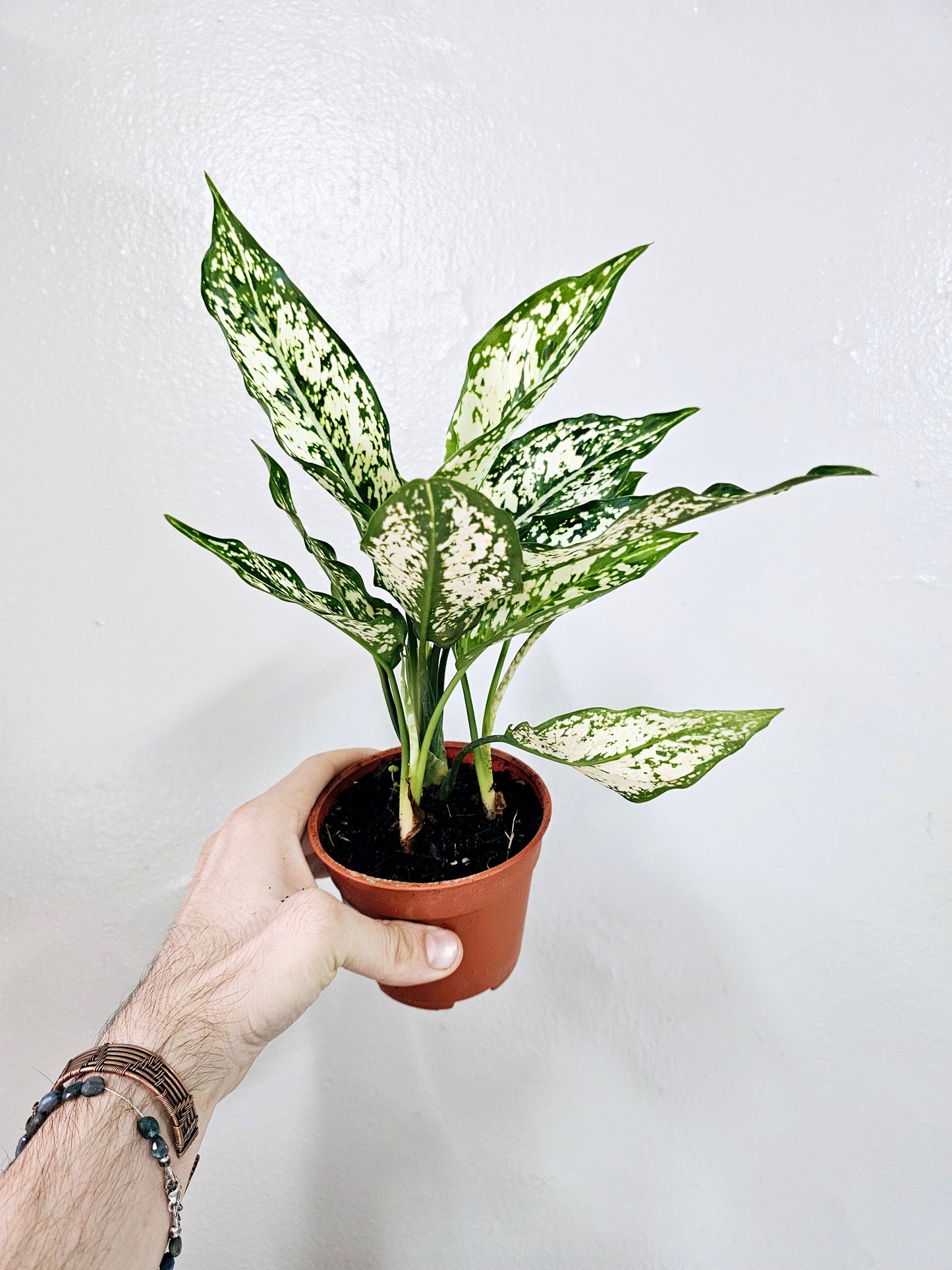 Aglaonema First Diamond 4"