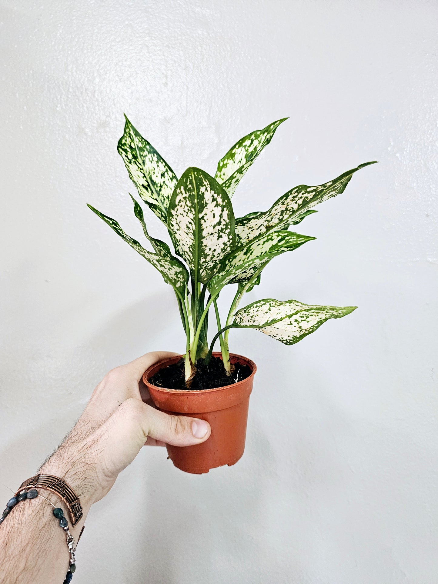 Aglaonema First Diamond 4"