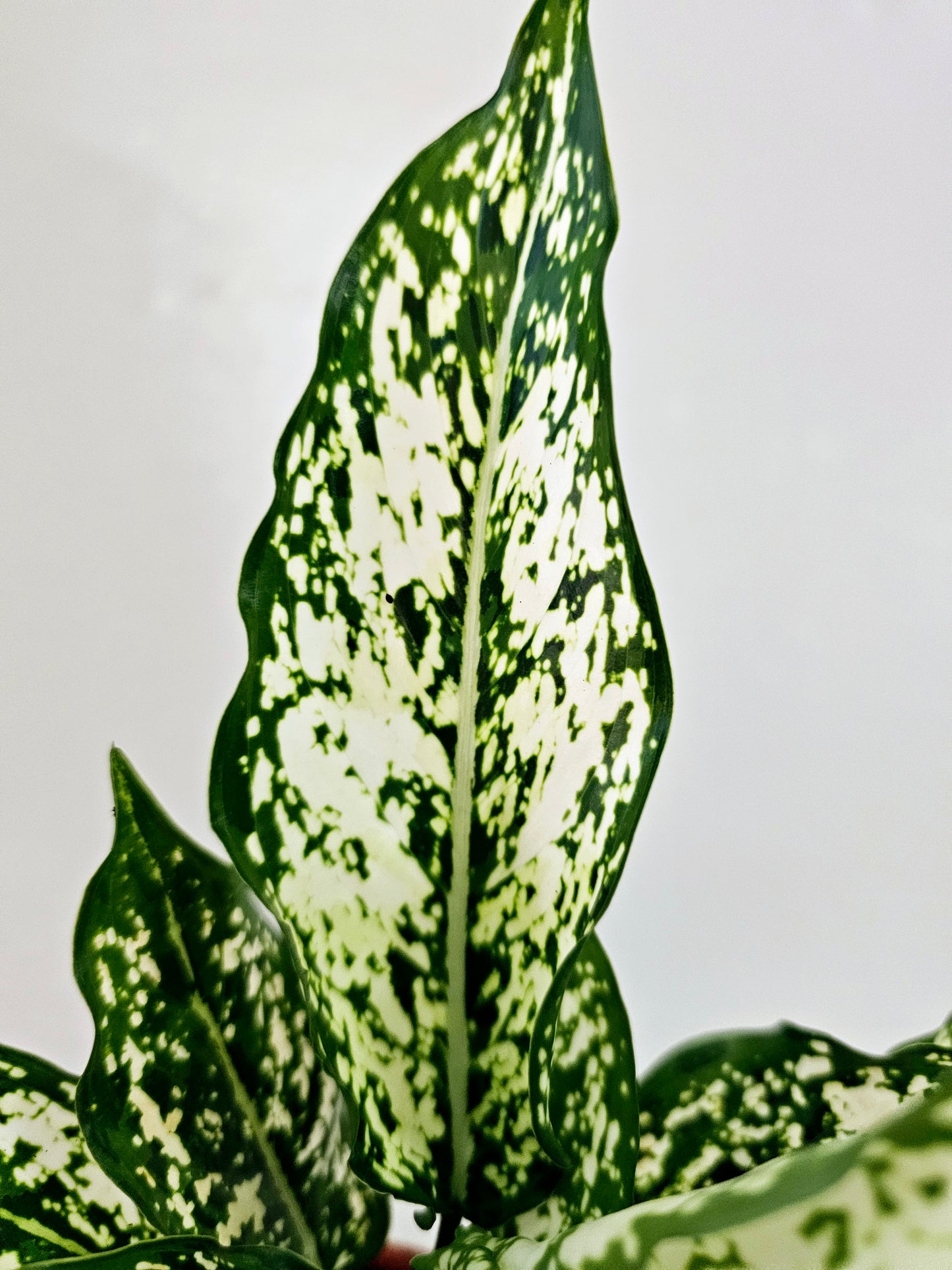 Aglaonema First Diamond 4"