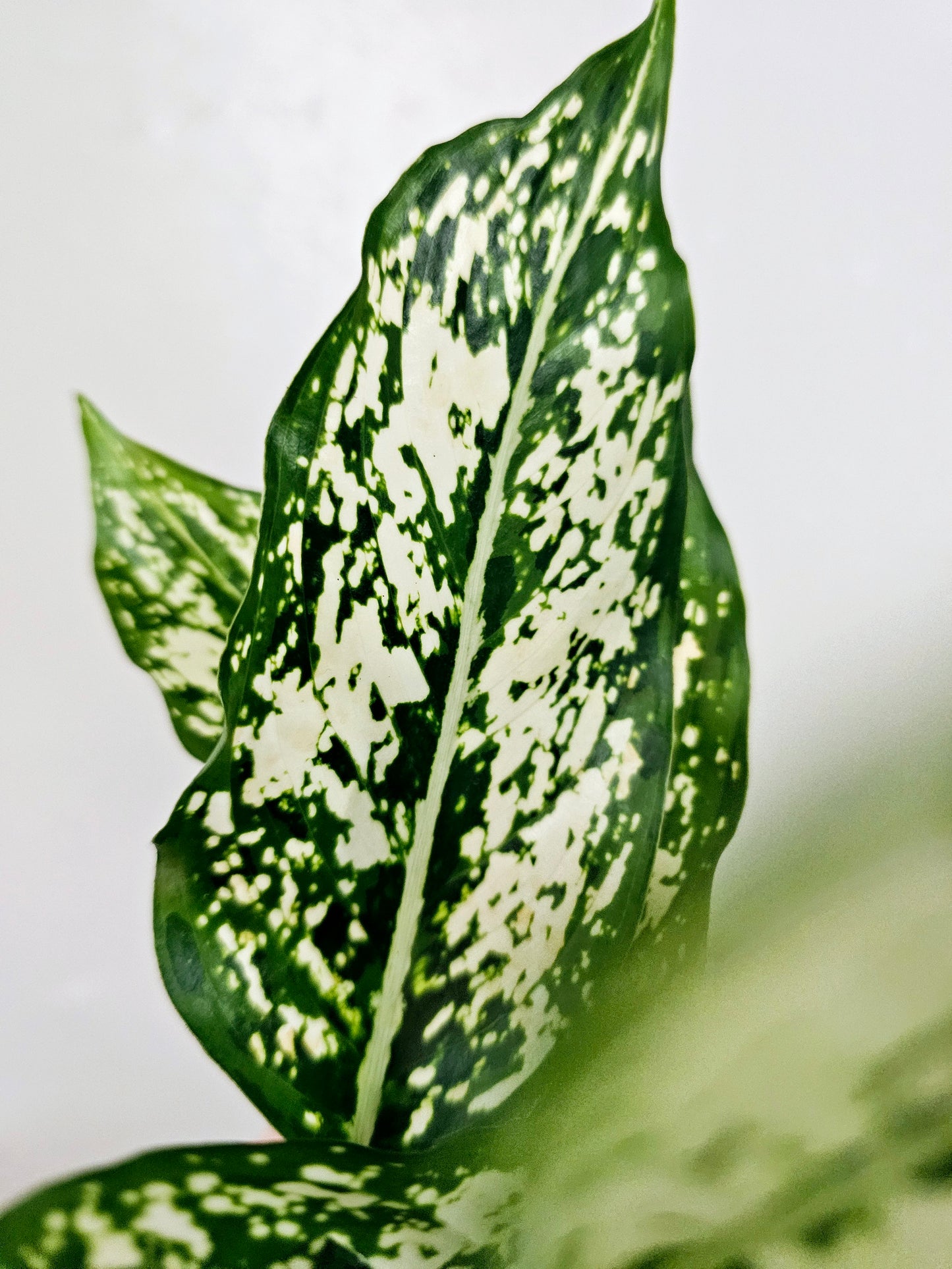 Aglaonema First Diamond 4"