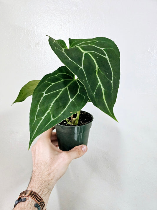 Anthurium Crystallinum 4"