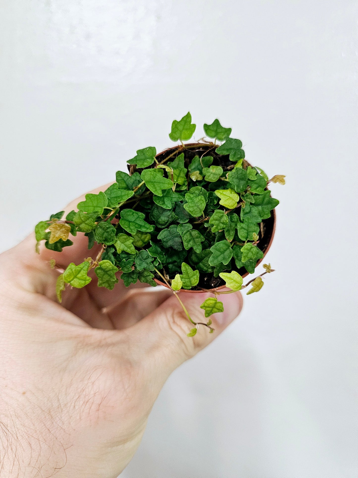 Ficus Pumila Quercifolia String of Frogs 2"