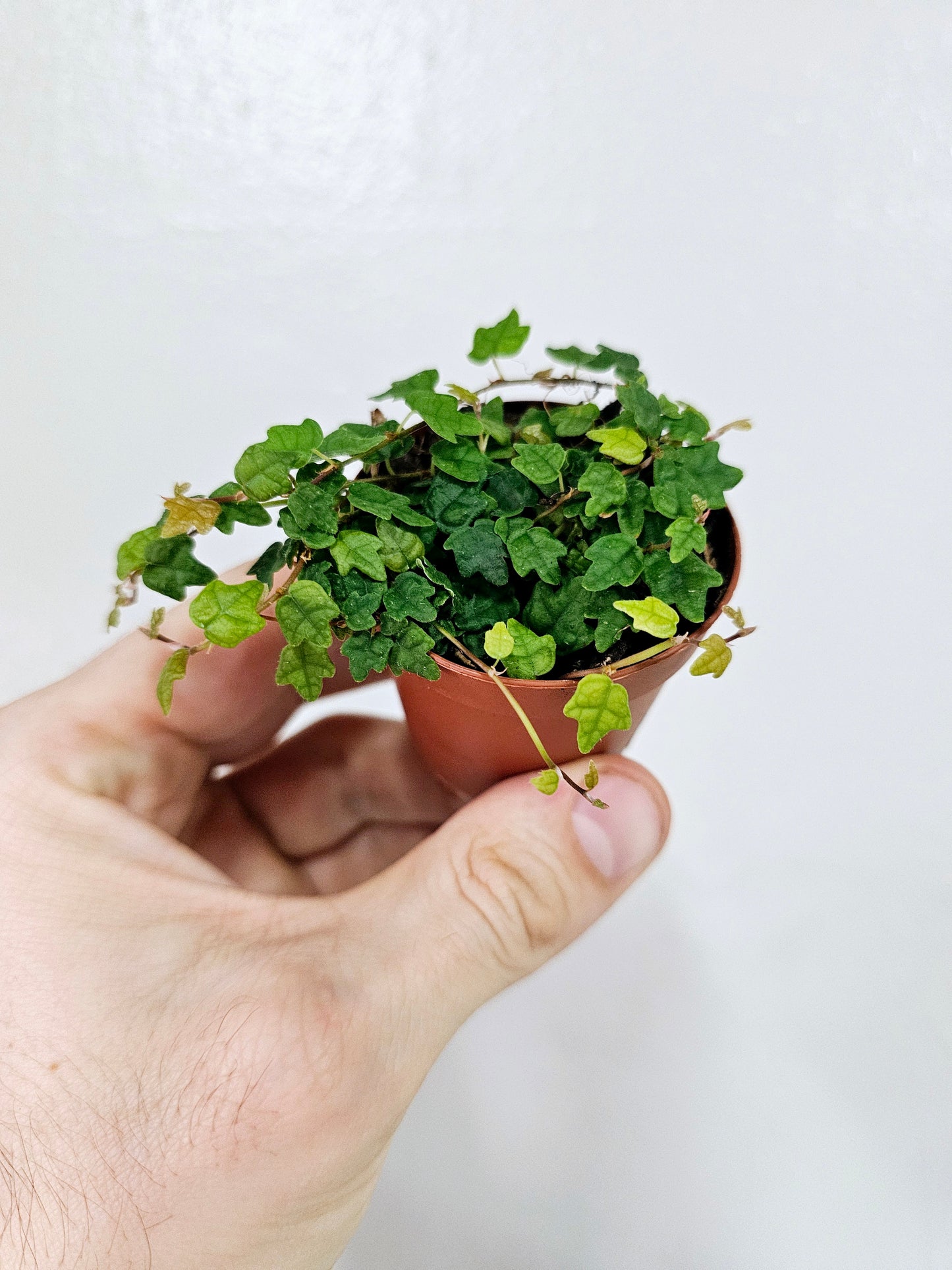 Ficus Pumila Quercifolia String of Frogs 2"