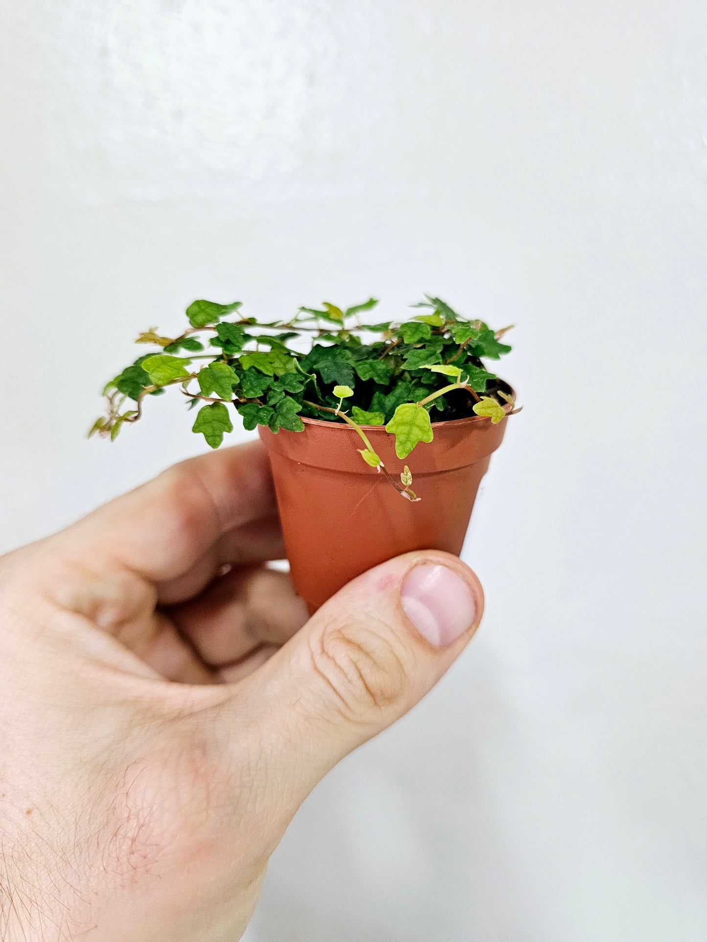 Ficus Pumila Quercifolia String of Frogs 2"