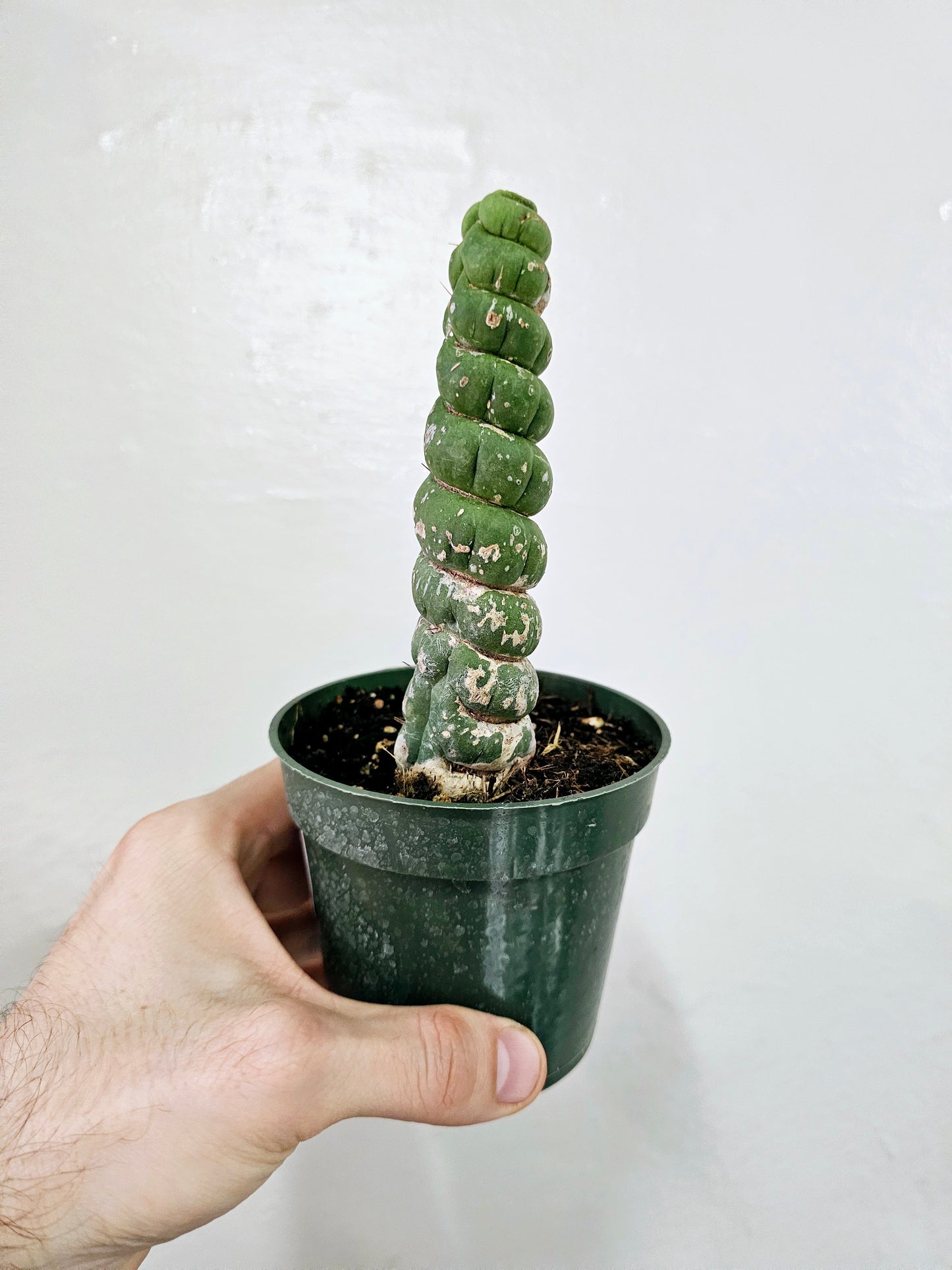 Eulychnia castanea 'Spiralis' Unicorn Cactus 4"