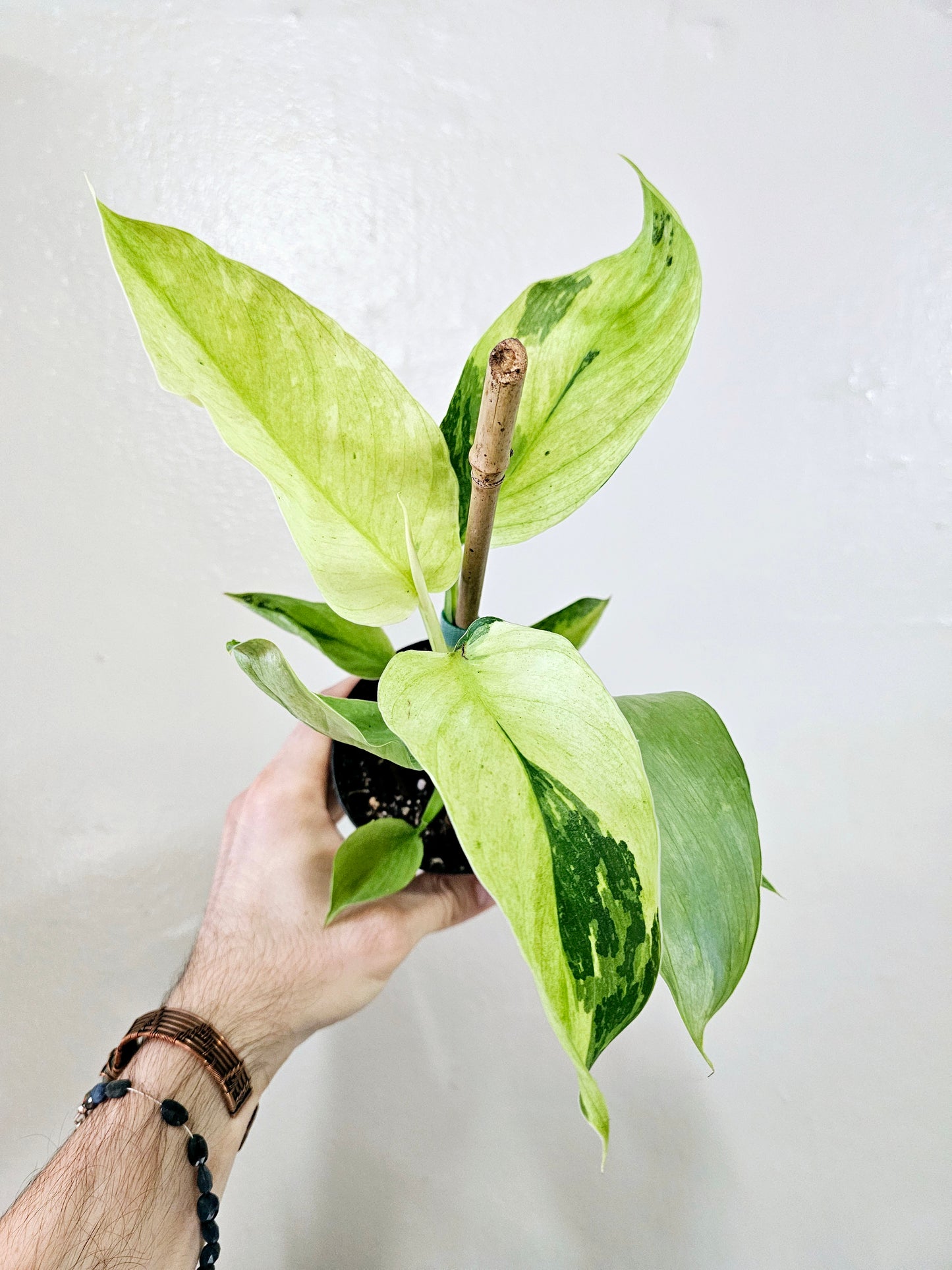 Philodendron Jose Buono 'Fiesta' High-Color 4"