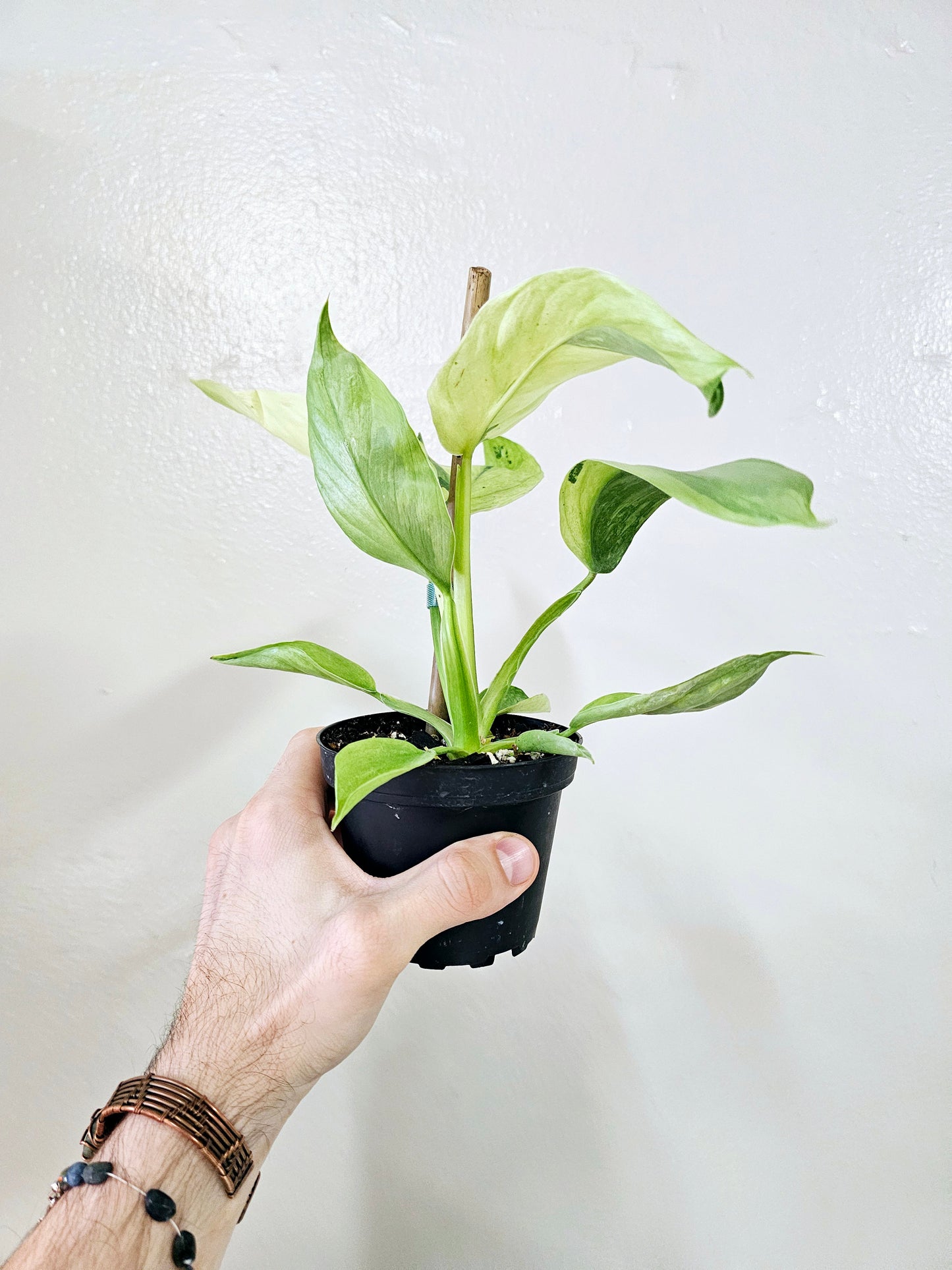 Philodendron Jose Buono 'Fiesta' High-Color 4"