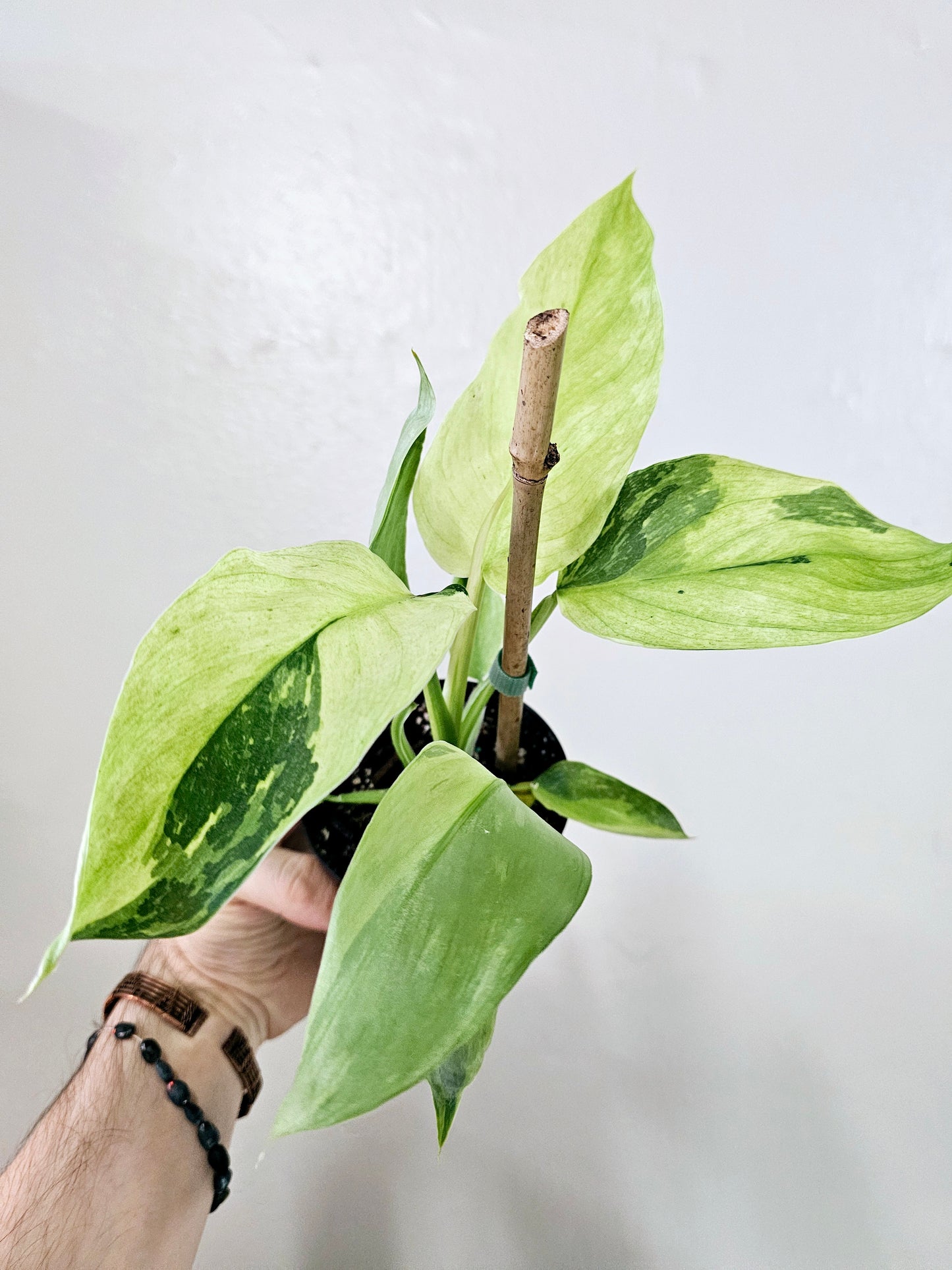 Philodendron Jose Buono 'Fiesta' High-Color 4"