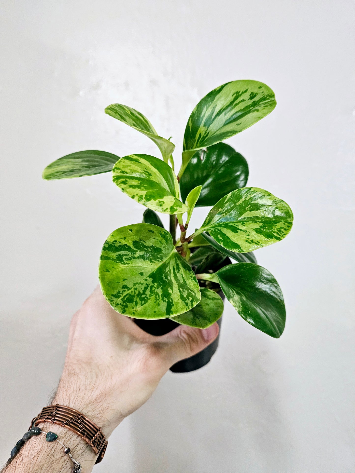 Peperomia Obtusifolia Marble Variegated 4”