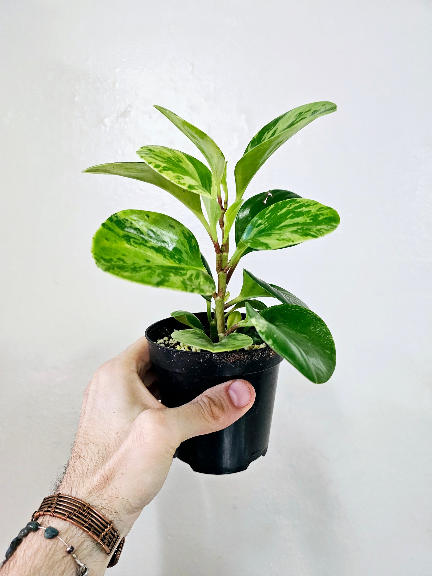 Peperomia Obtusifolia Marble Variegated 4”