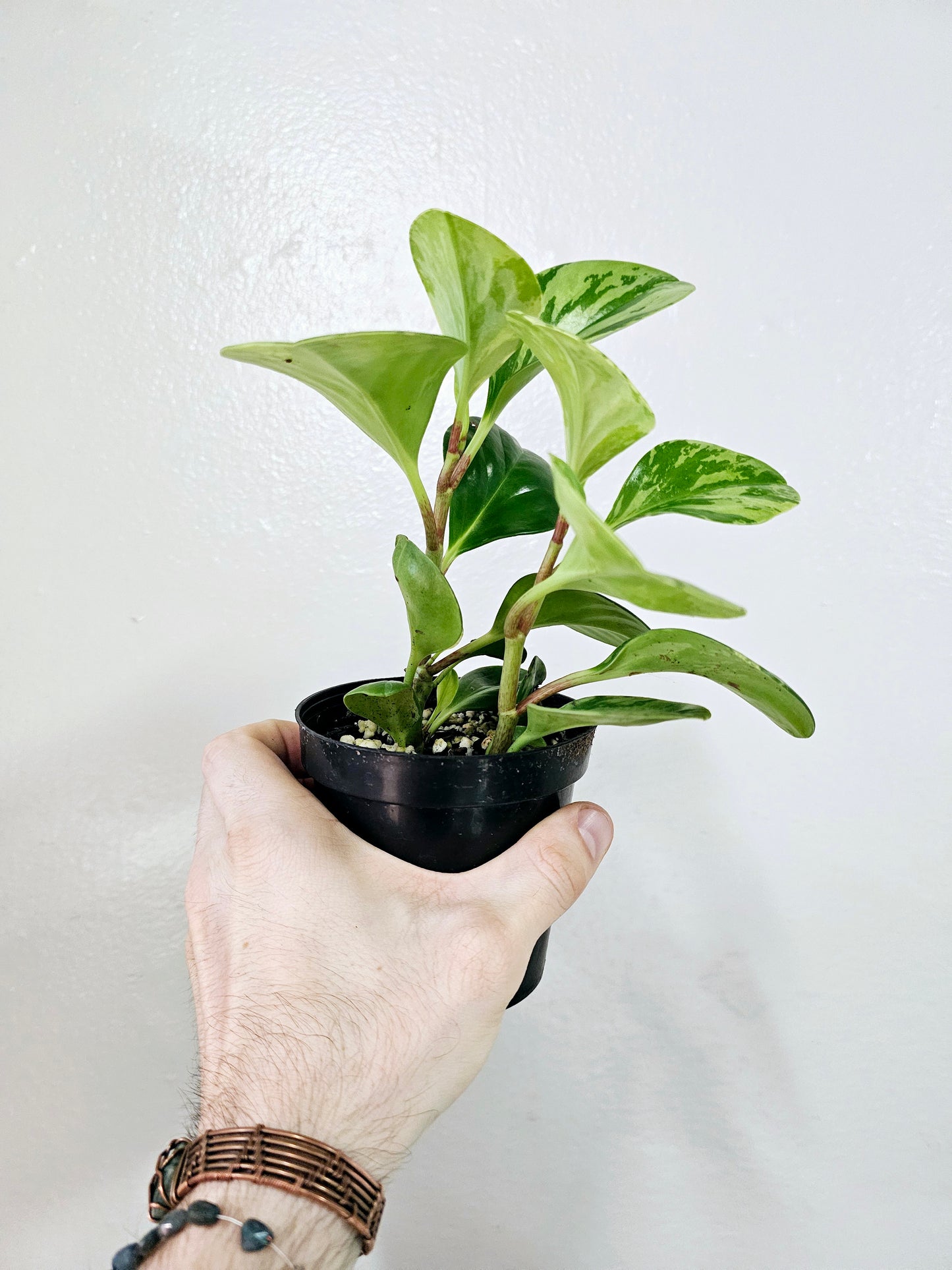 Peperomia Obtusifolia Marble Variegated 4”