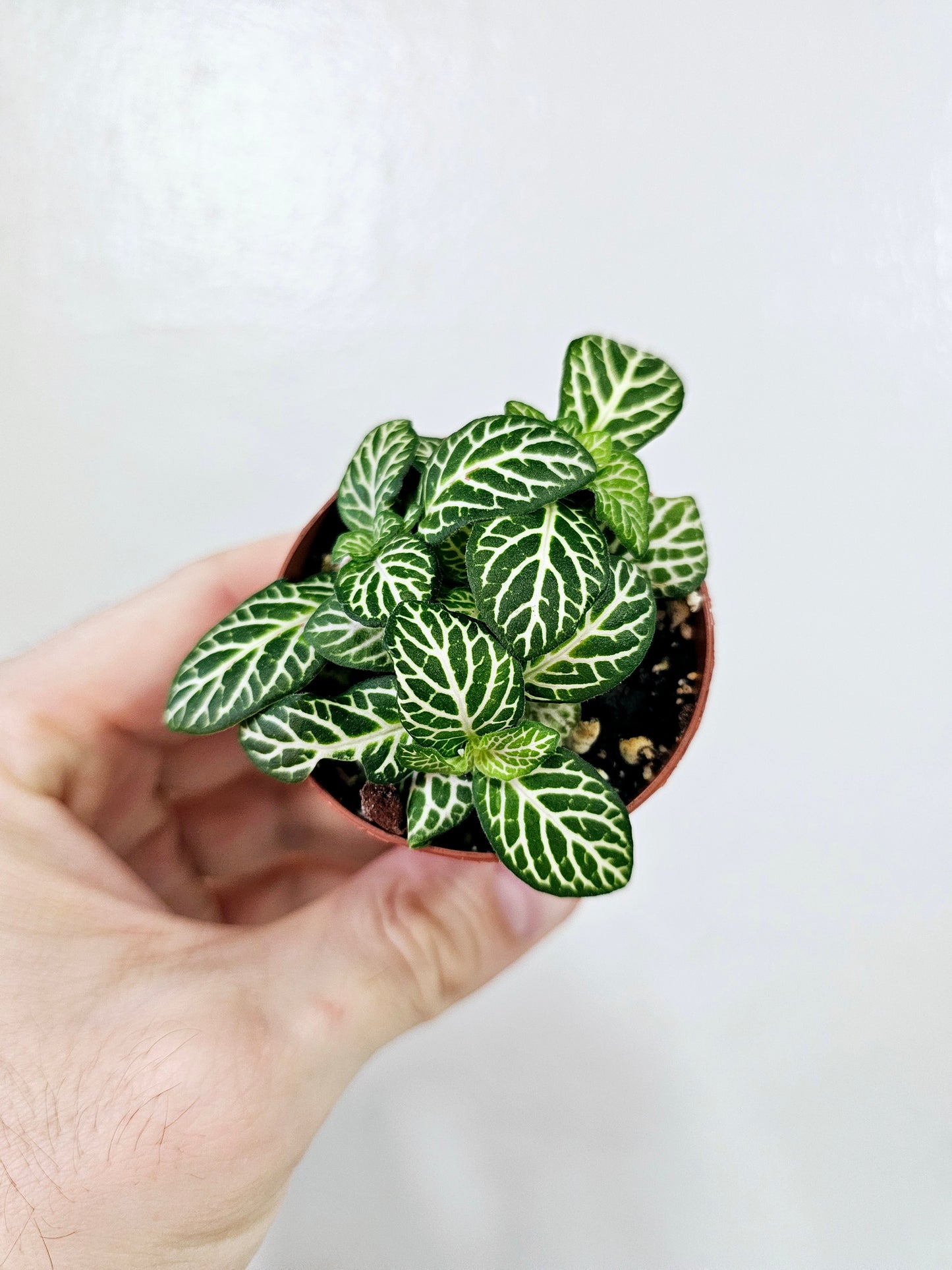 Fittonia albivenis 'Jolly Lemon' 2"