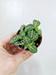 Fittonia albivenis 'Jolly Lemon' 2"