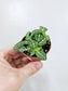 Fittonia albivenis 'Jolly Lemon' 2"