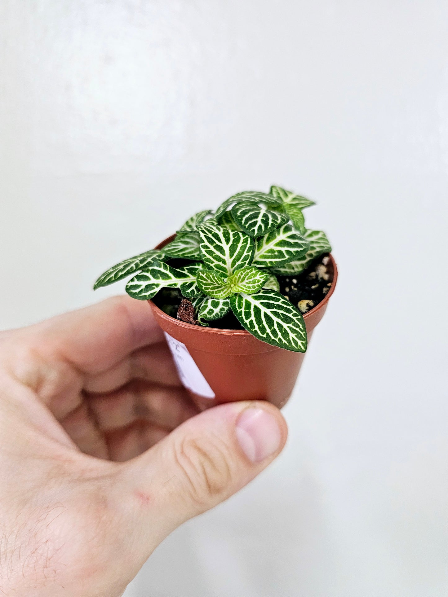 Fittonia albivenis 'Jolly Lemon' 2"