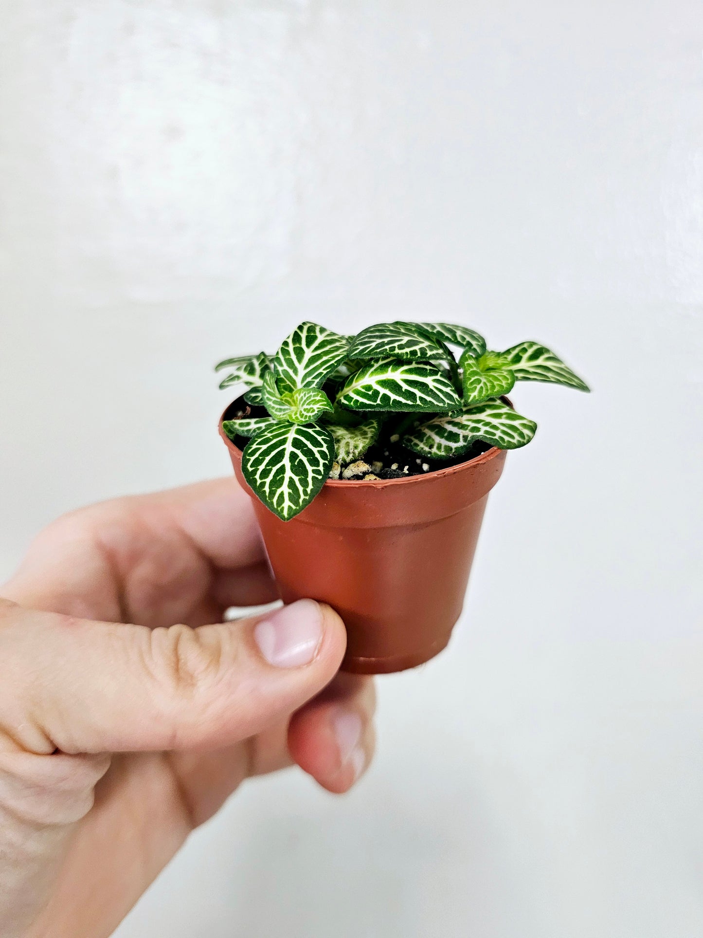 Fittonia albivenis 'Jolly Lemon' 2"