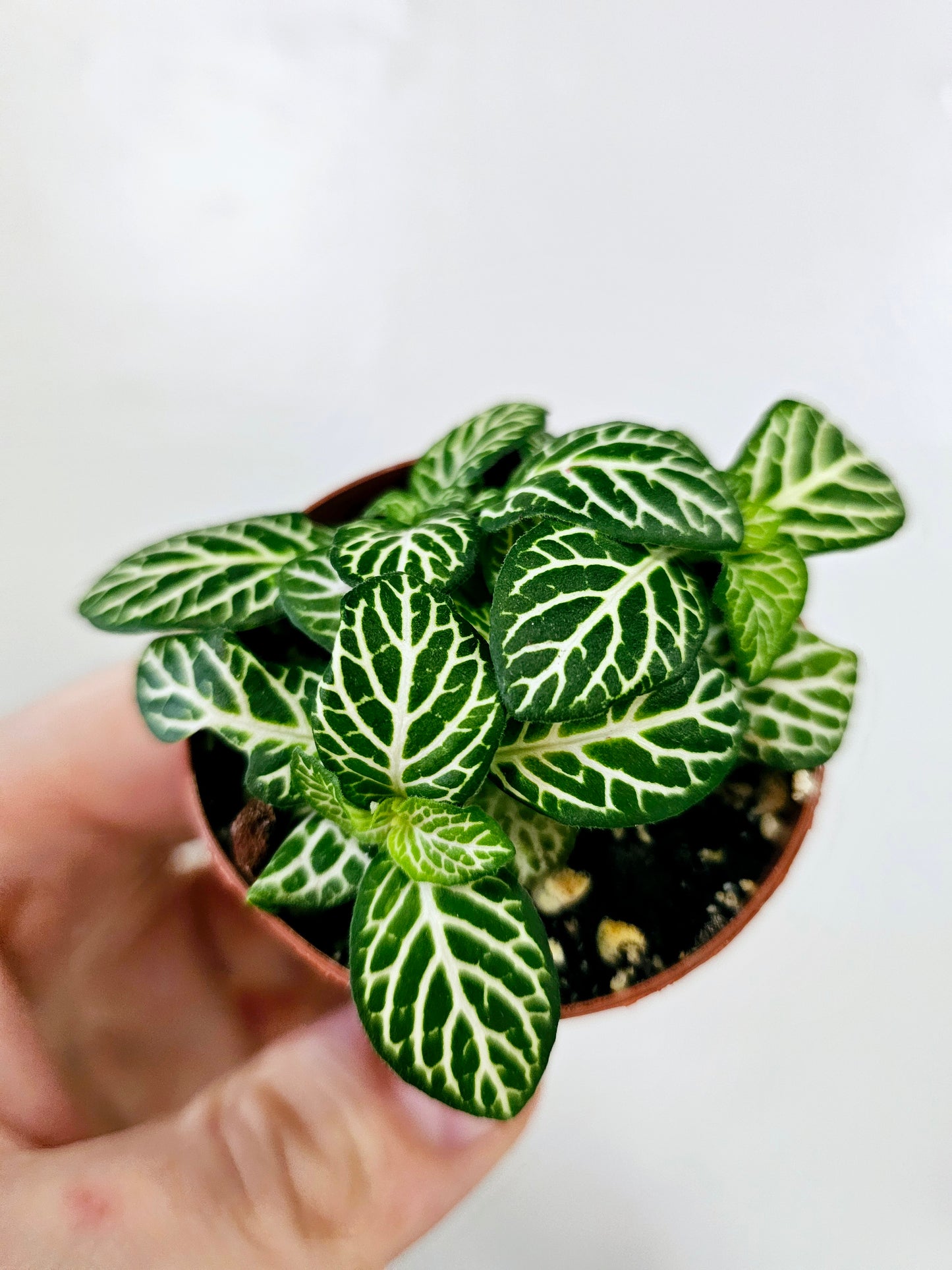 Fittonia albivenis 'Jolly Lemon' 2"