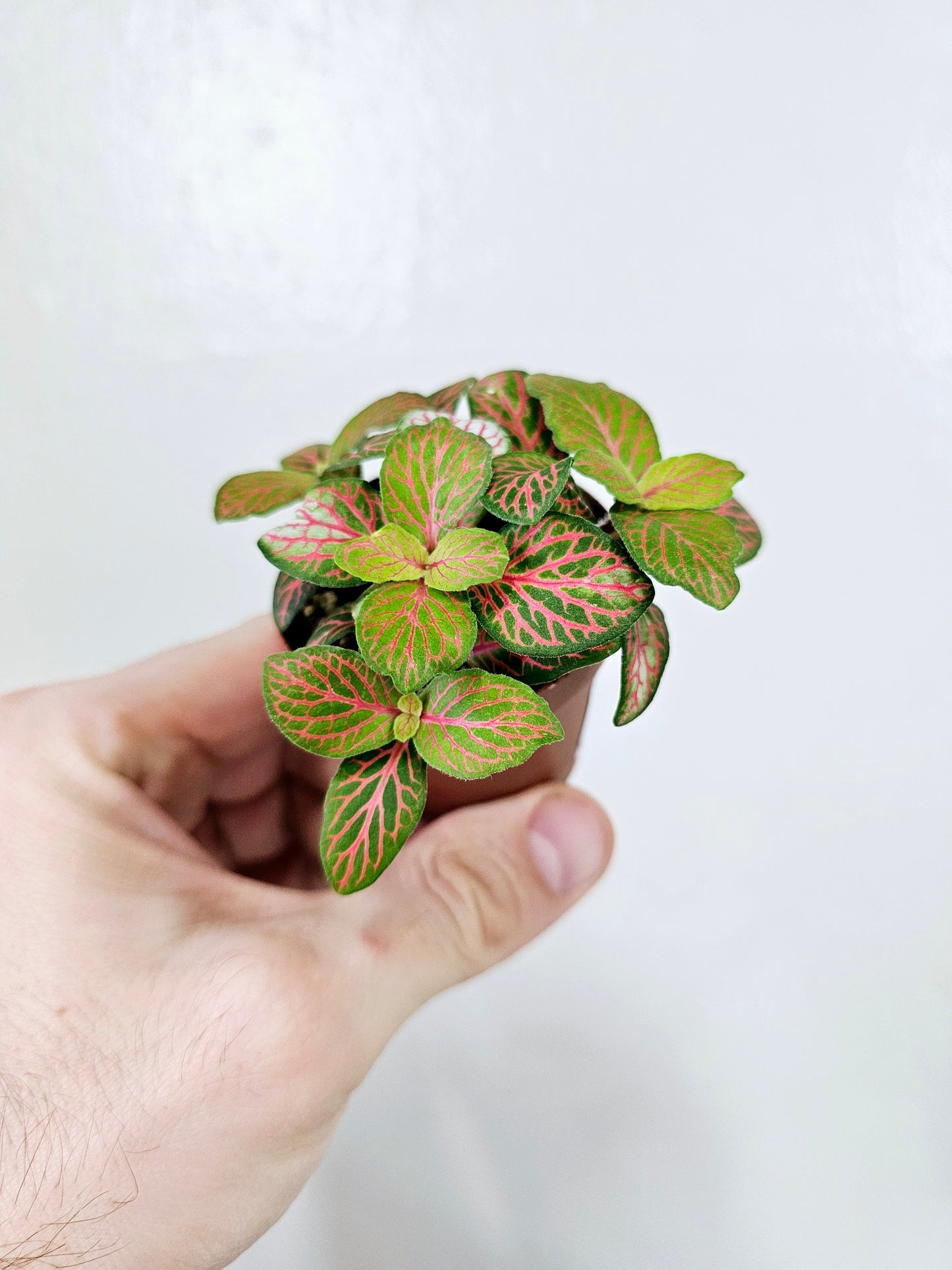 Fittonia Skeleton 2"