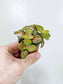 Fittonia albivenis 'Skeleton' 2"