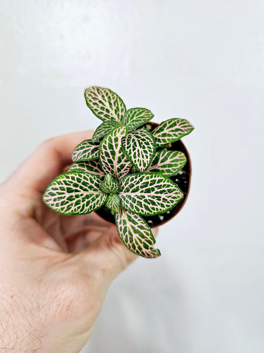 Fittonia albivenis 'Mistral' 2"