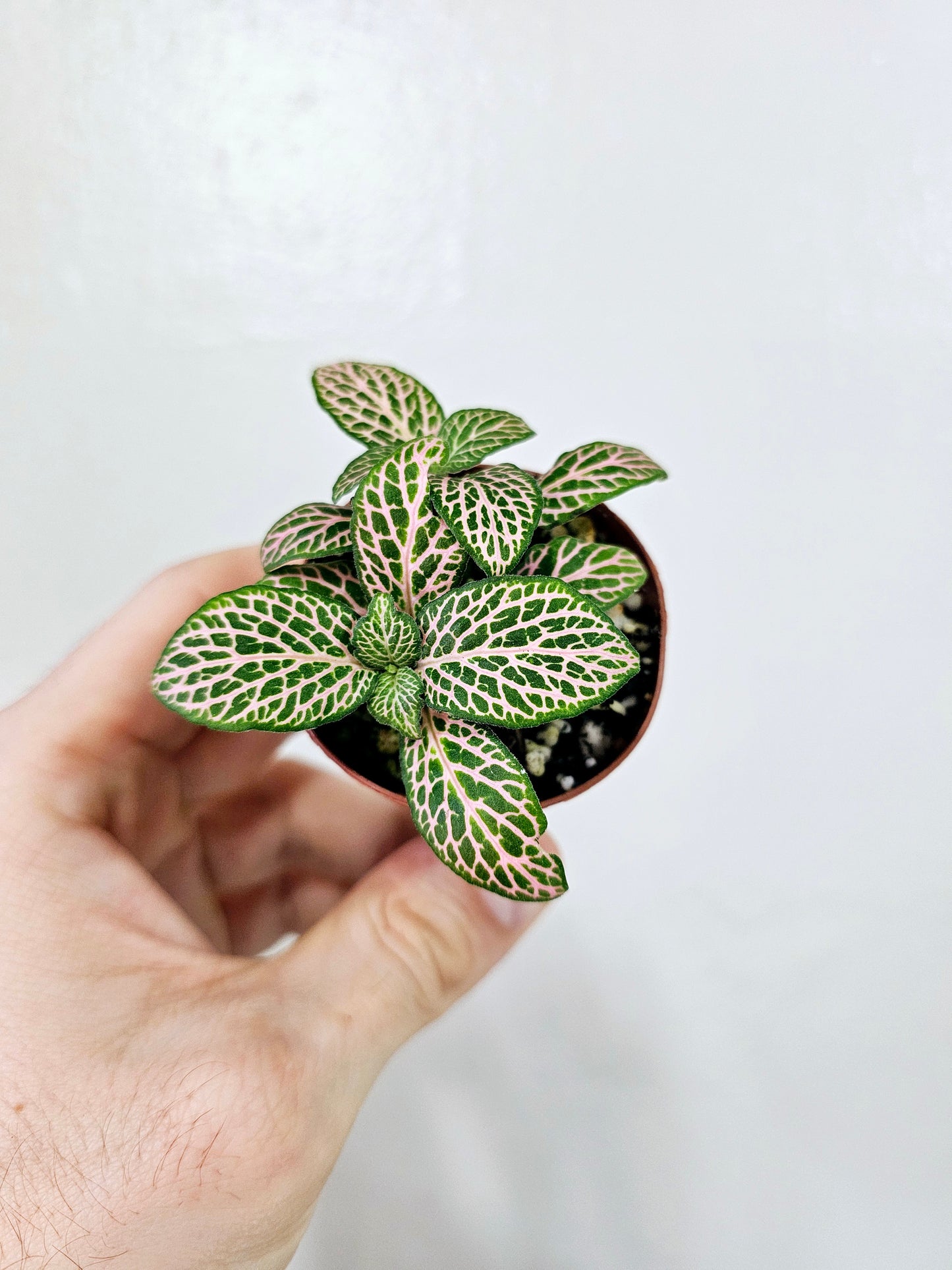 Fittonia albivenis 'Mistral' 2"