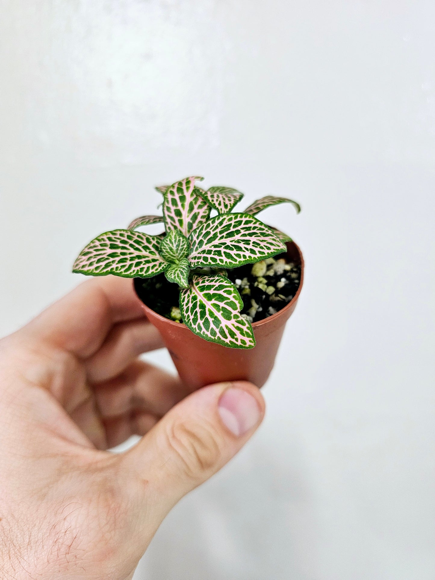 Fittonia albivenis 'Mistral' 2"