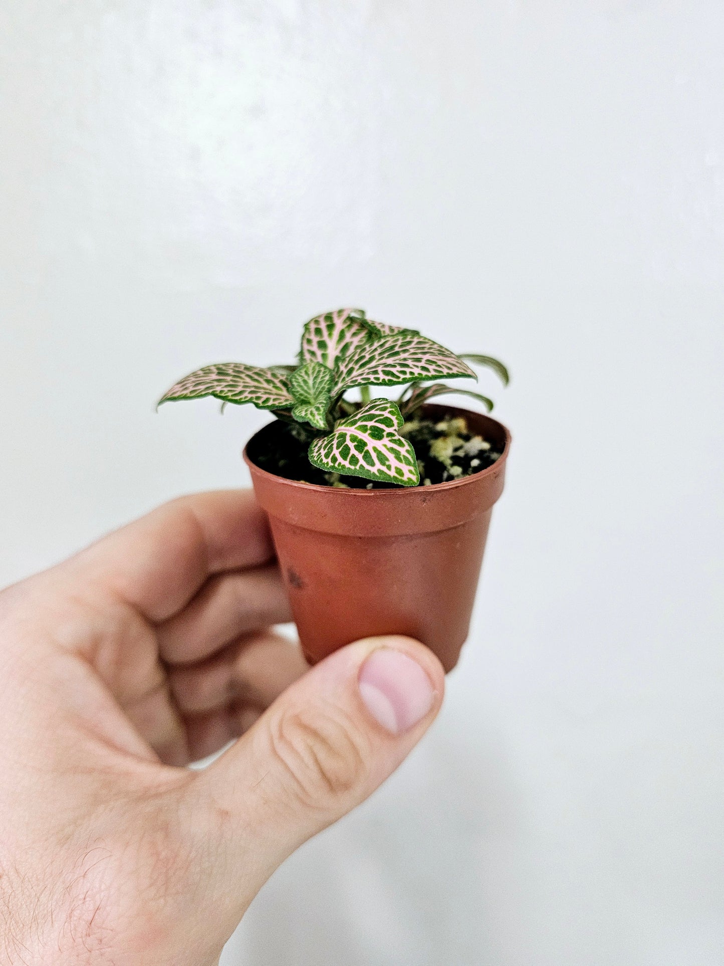 Fittonia albivenis 'Mistral' 2"